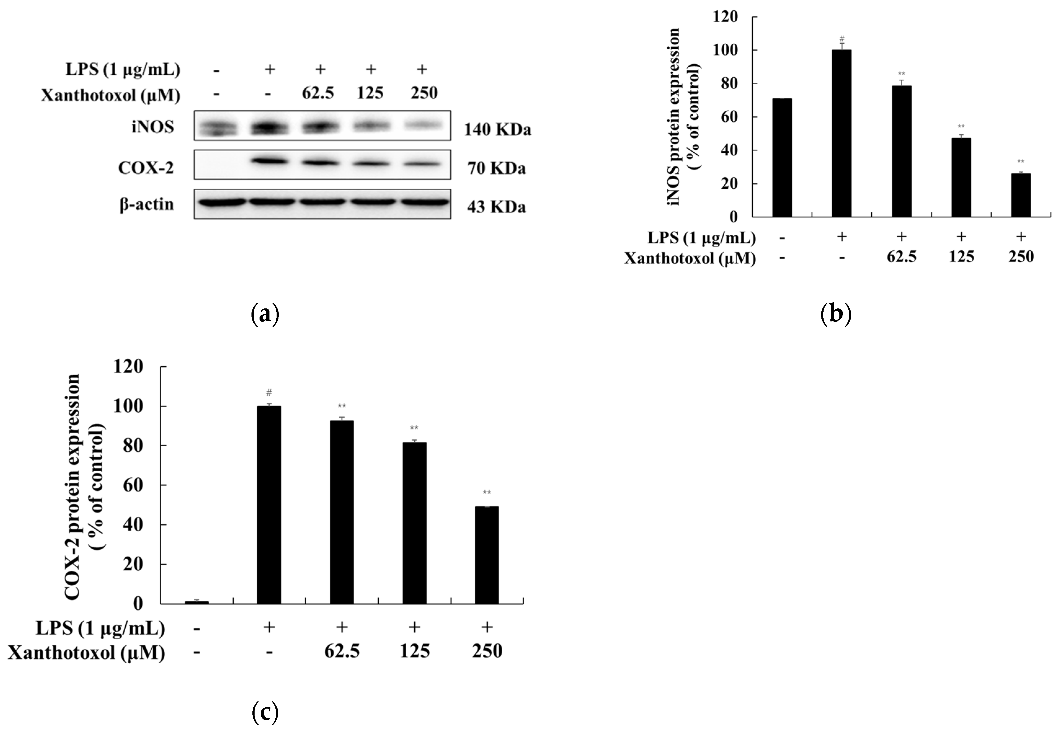 Ijms 23 05813 g005 550
