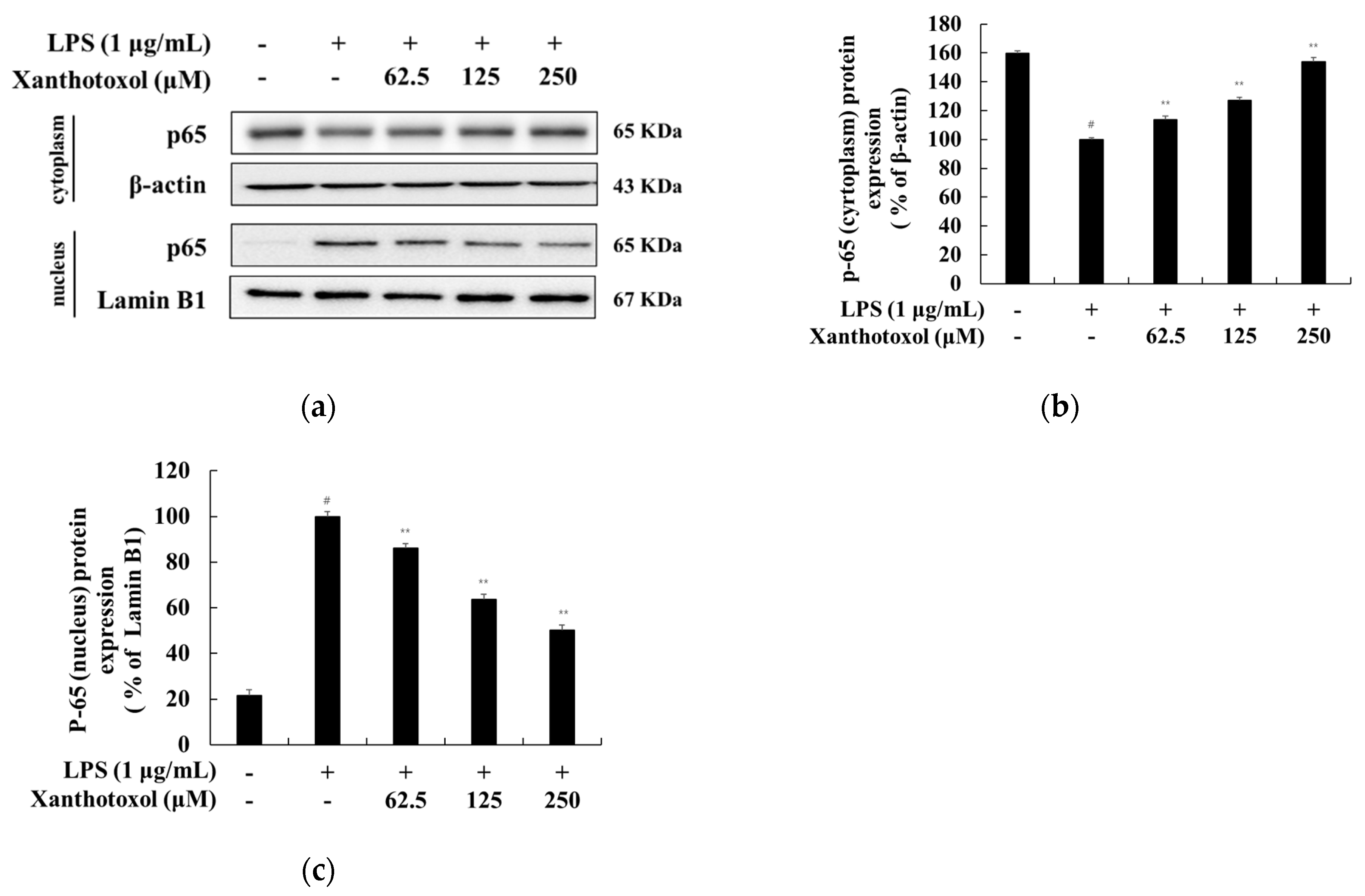 Ijms 23 05813 g008 550