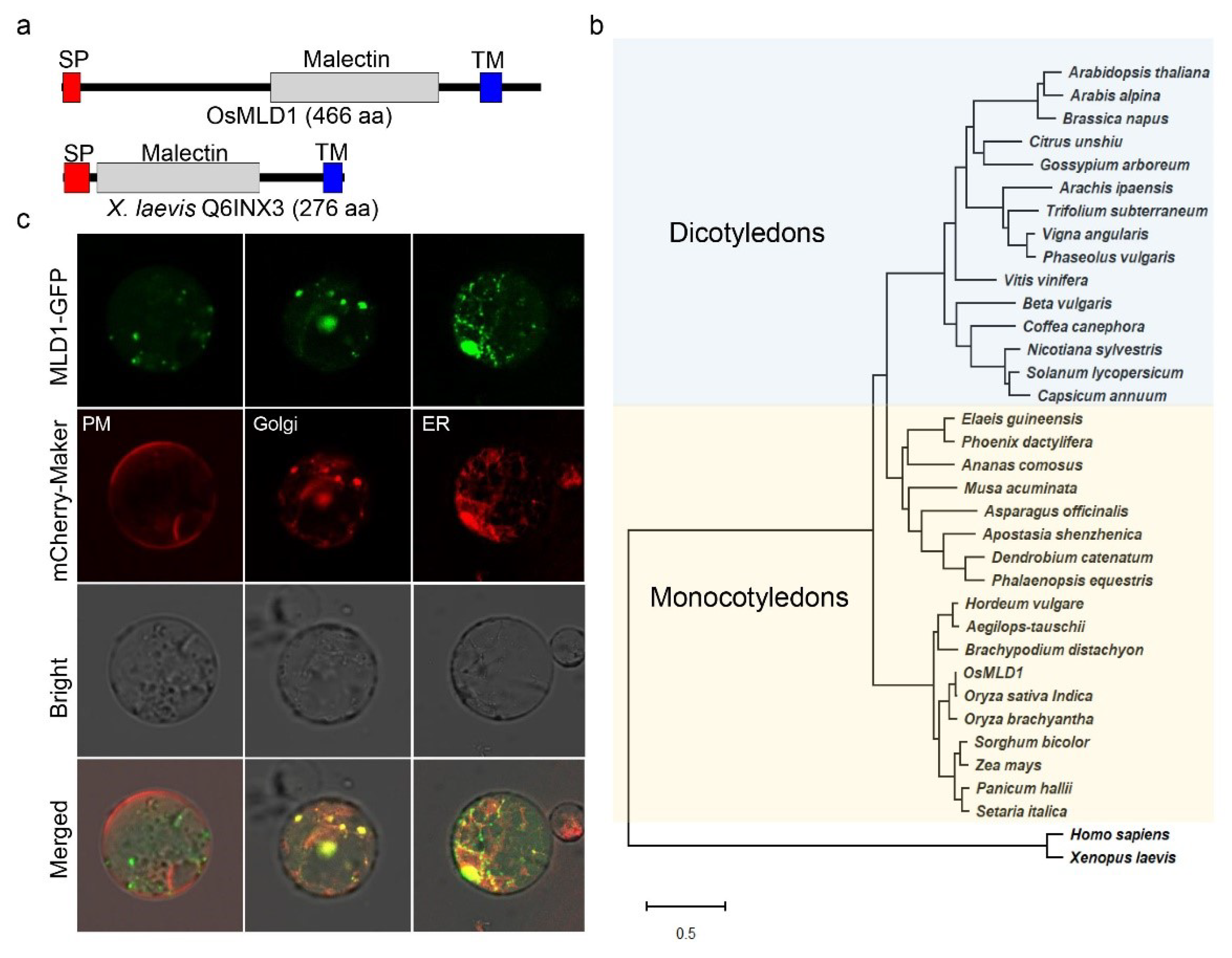 Ijms 23 05819 g002 550