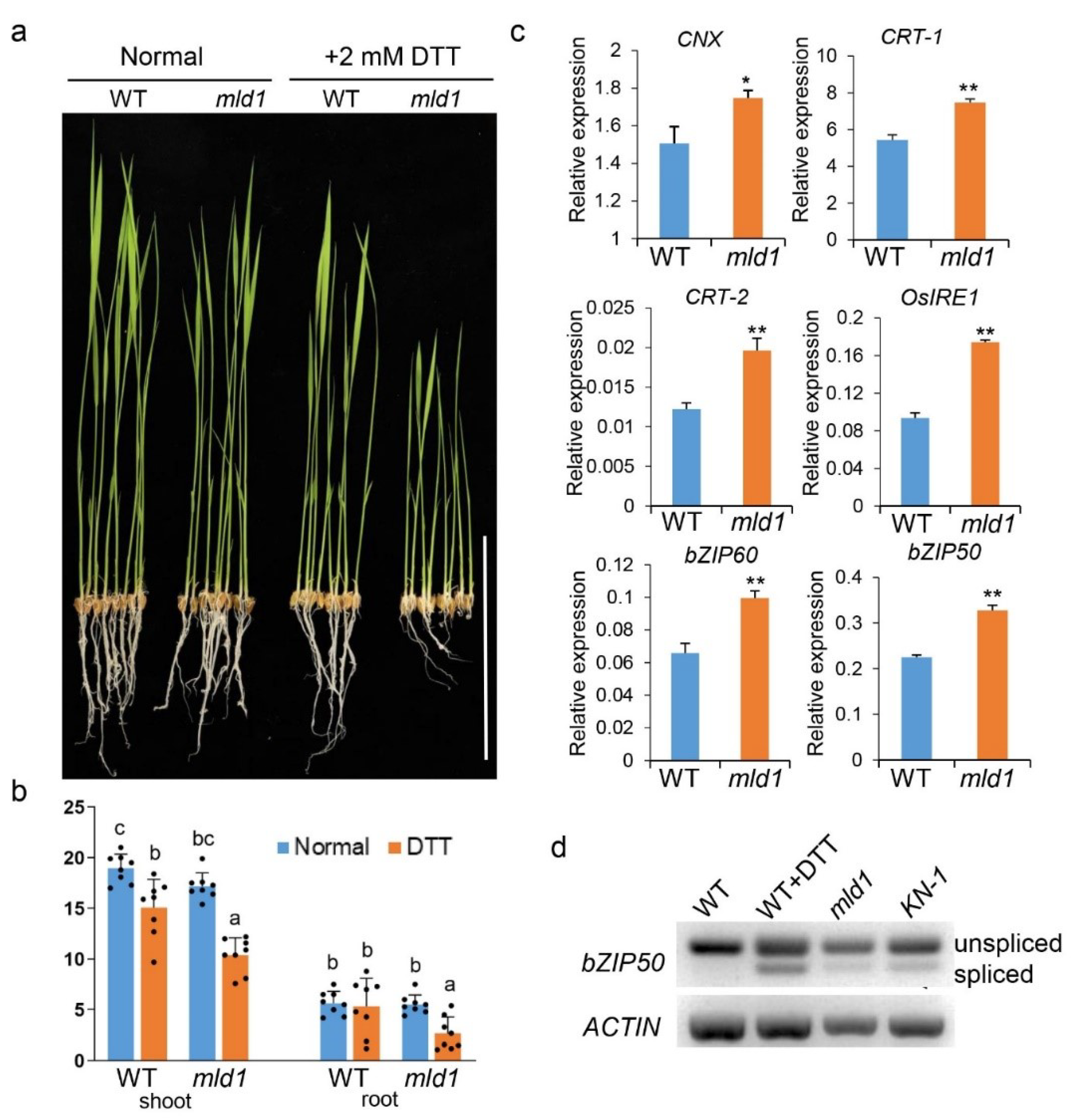 Ijms 23 05819 g003 550