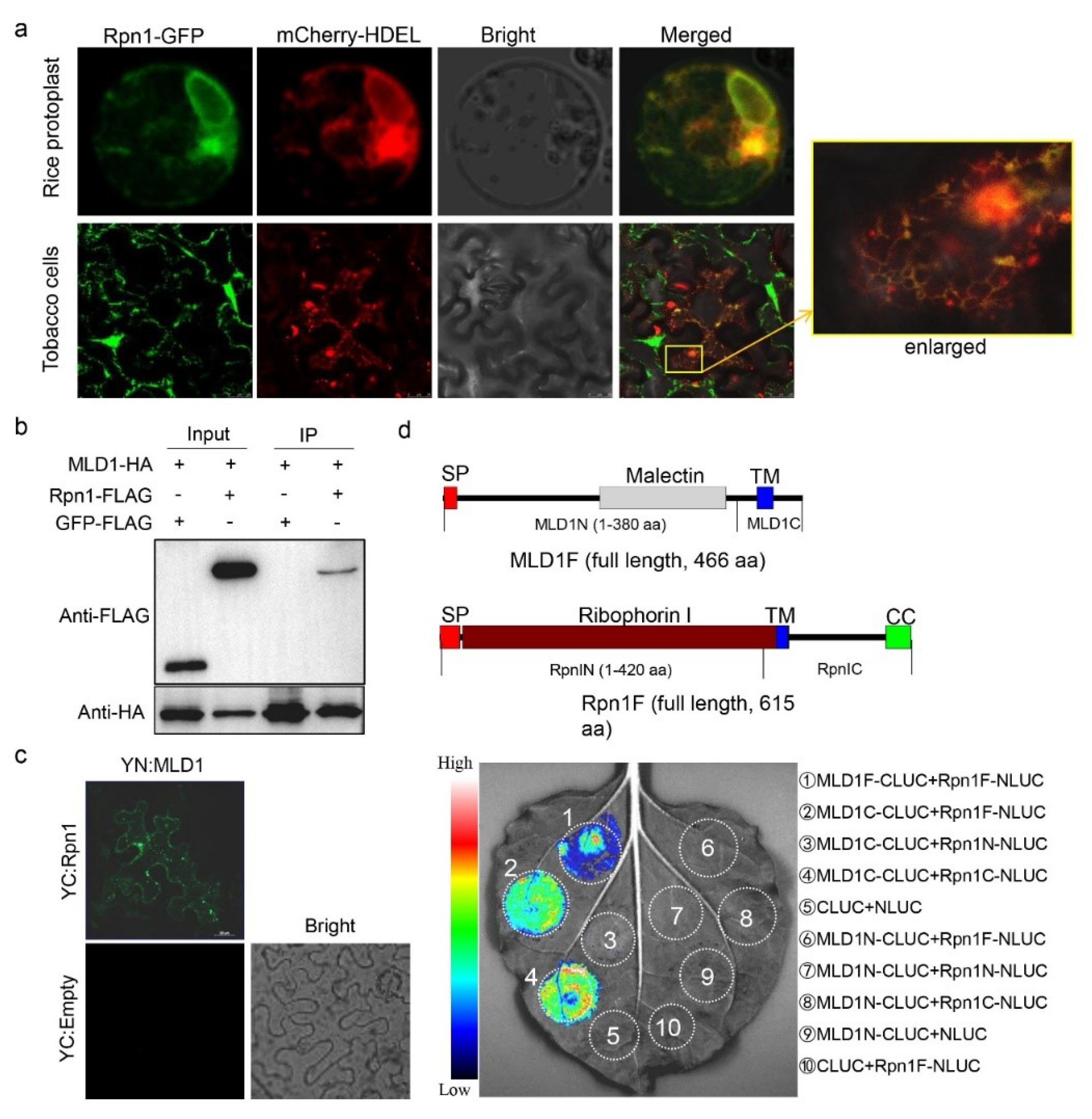 Ijms 23 05819 g004 550