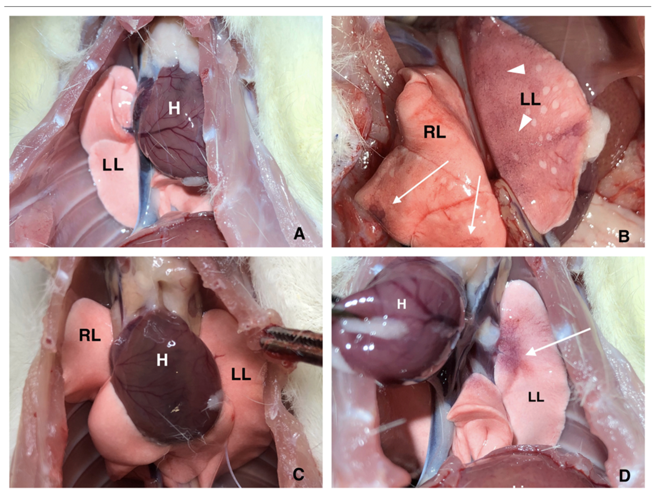 Ijms 23 05829 g002 550