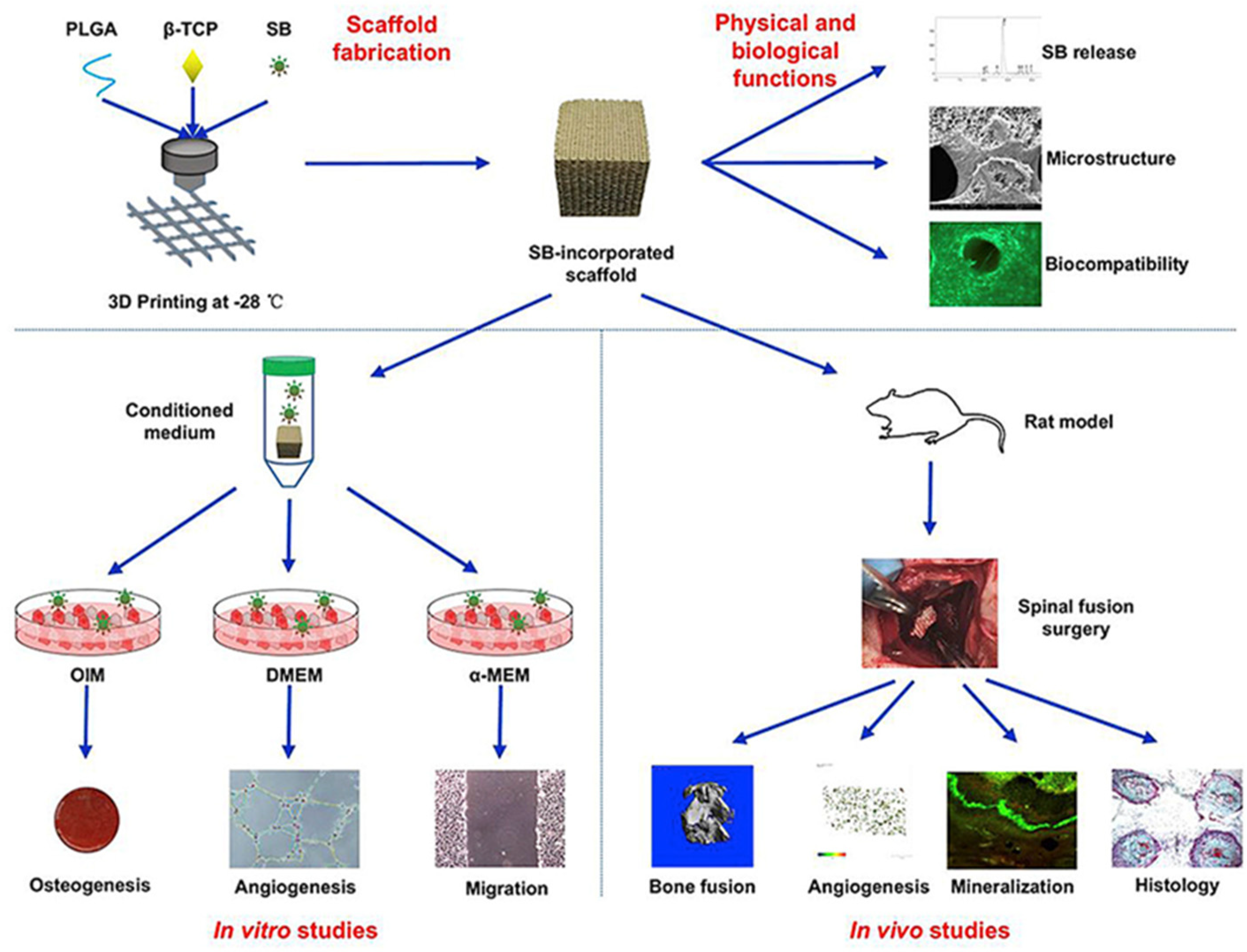 Ijms 23 05831 g003 550