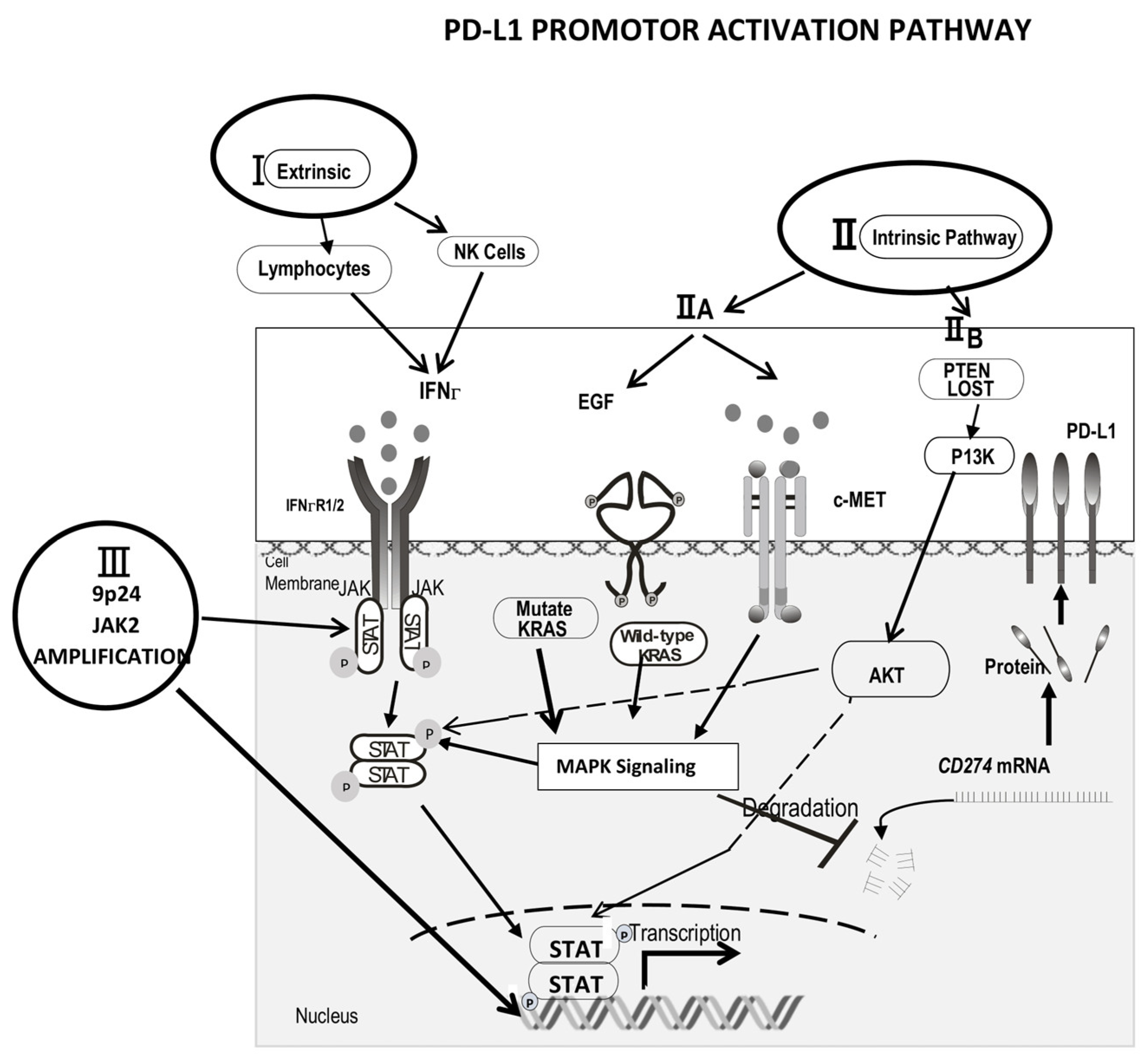 Ijms 23 05837 g001 Ijms 23 05837 g001