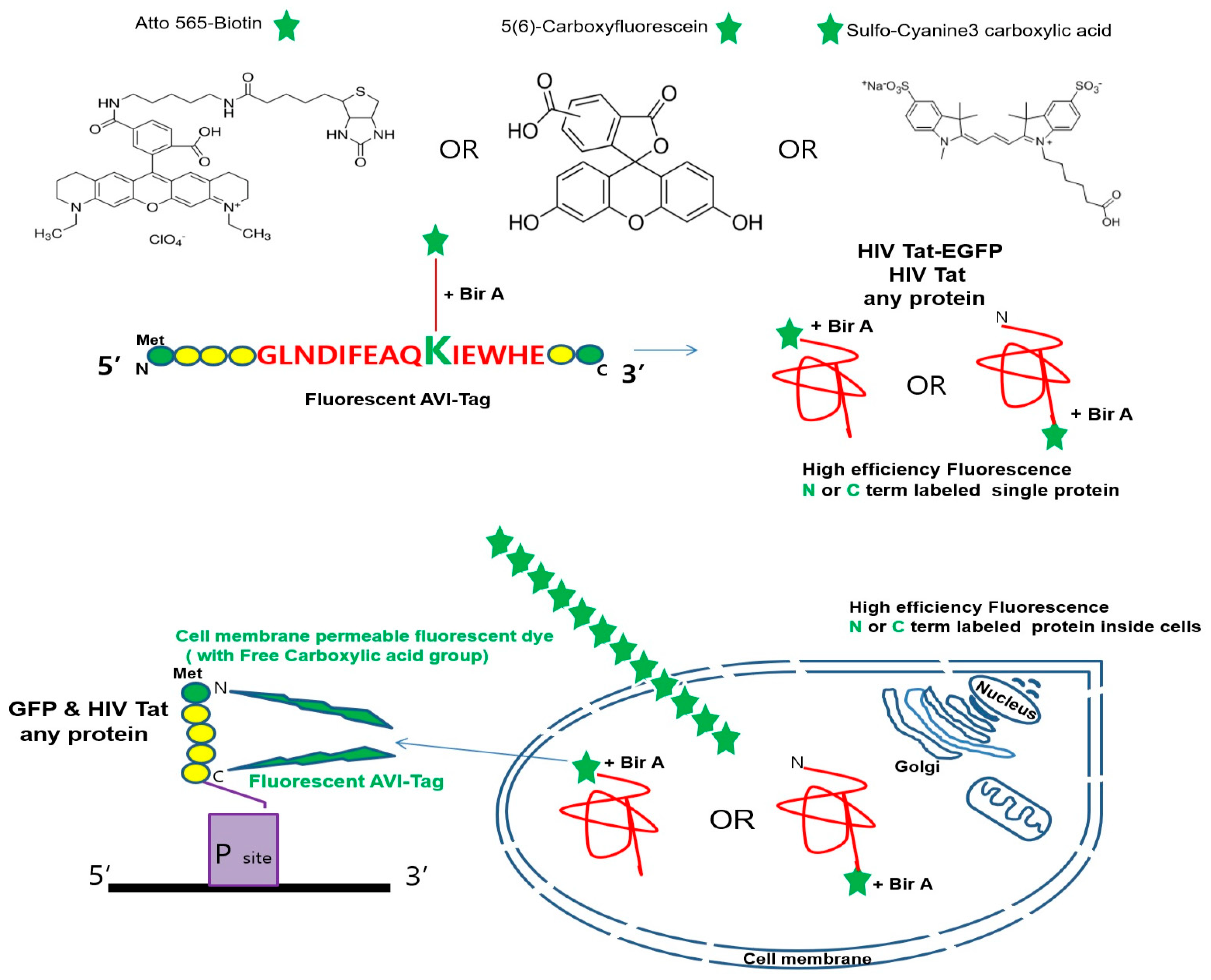 Minimal genetically encoded tags for fluorescent protein labeling