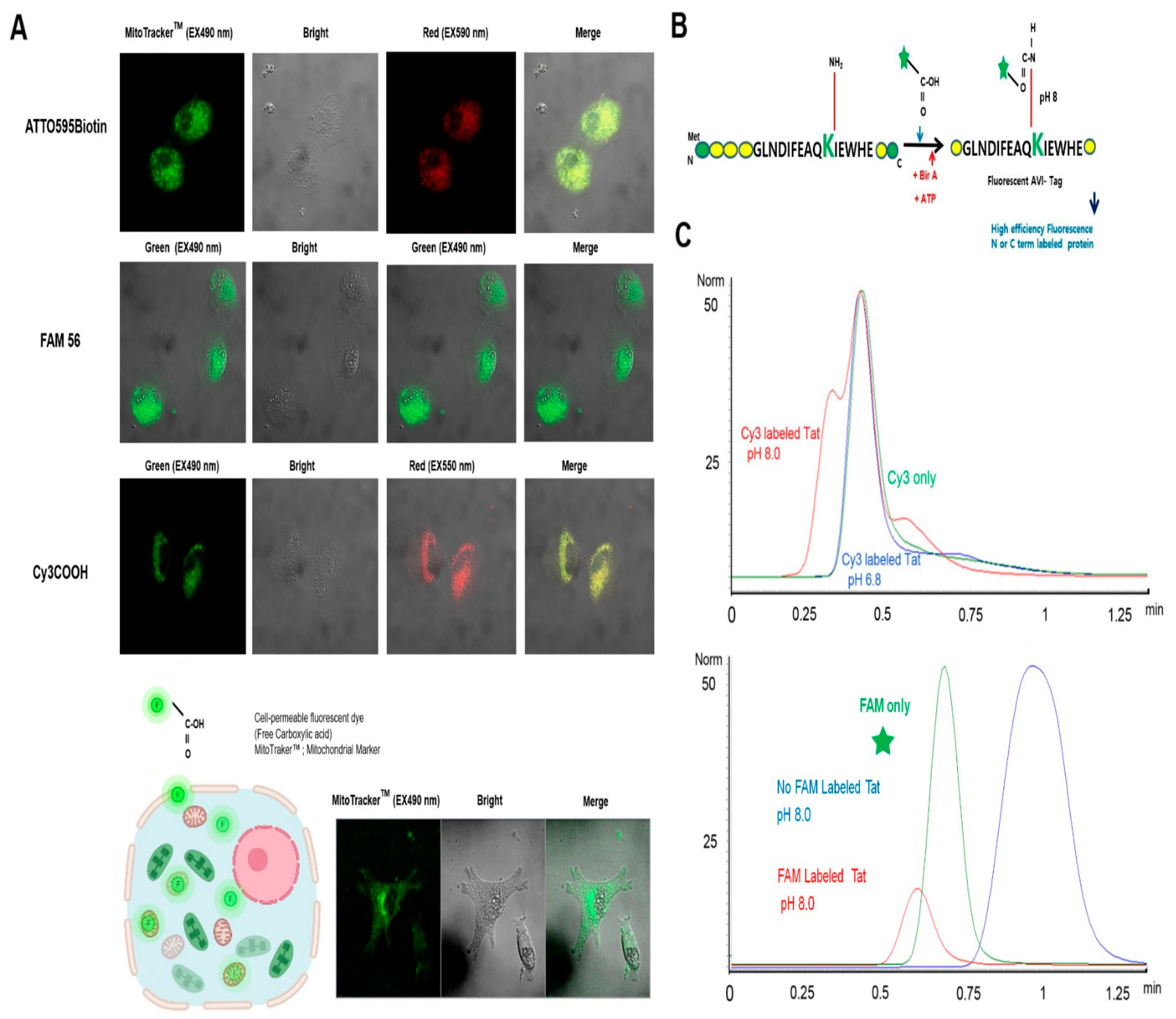 Ijms 23 05841 g002 550