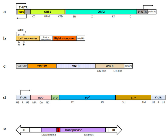 Evolutionary analysis of endogenous intronic retroviruses in primates  reveals an enrichment in transcription binding sites associated with key  regulatory processes [PeerJ]