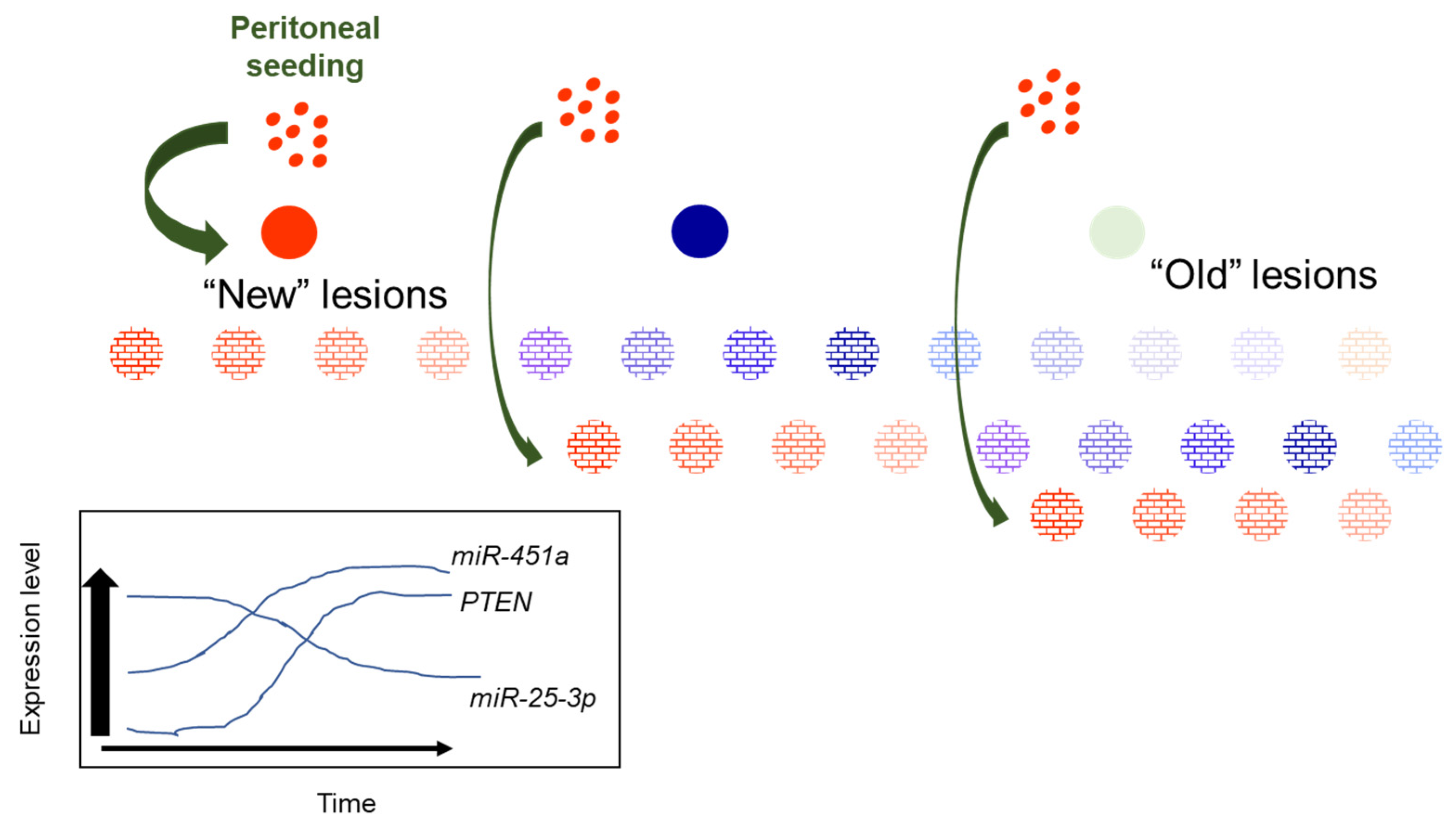 Ijms 23 05862 g007 550