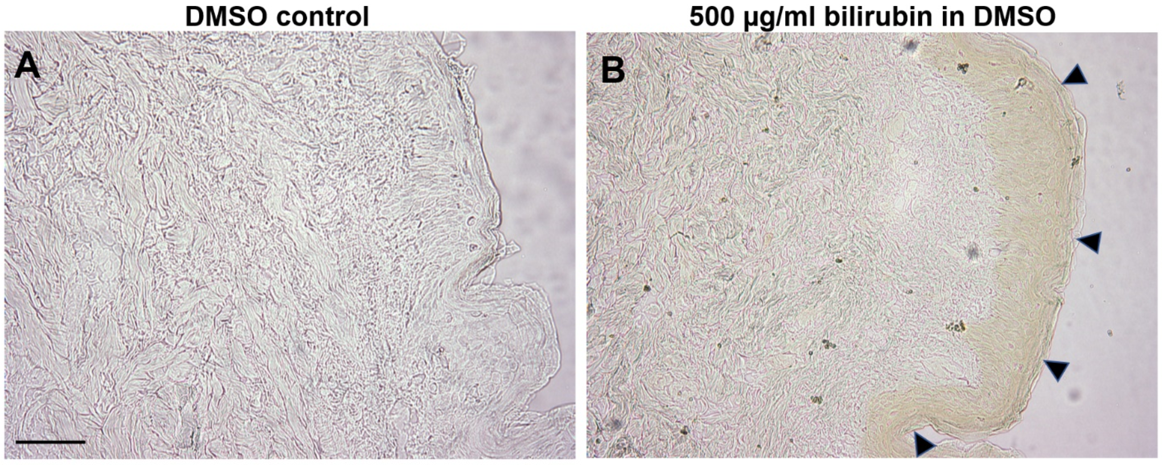 Ijms 23 05884 g005 550