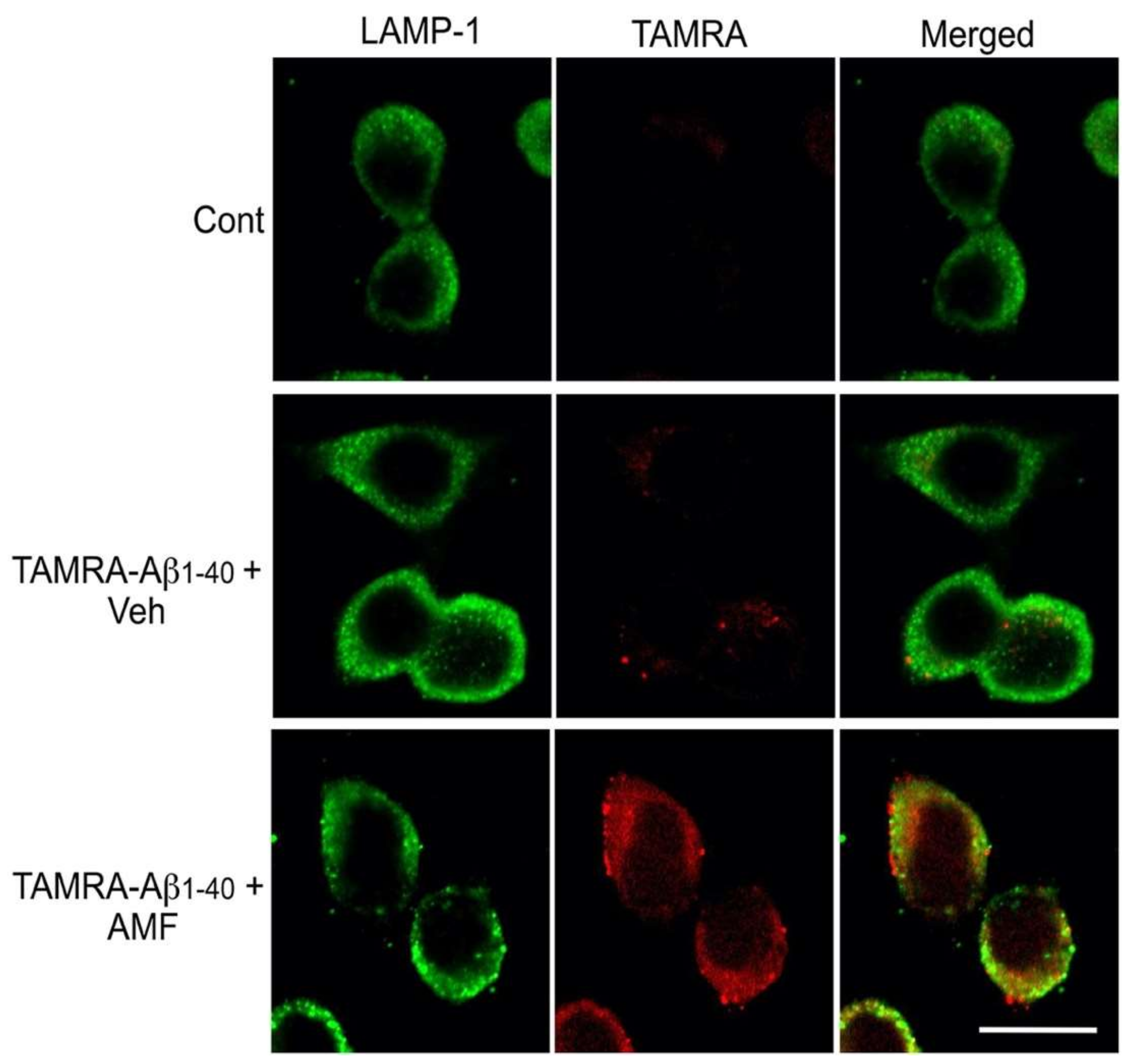 Ijms 23 05885 g005 550