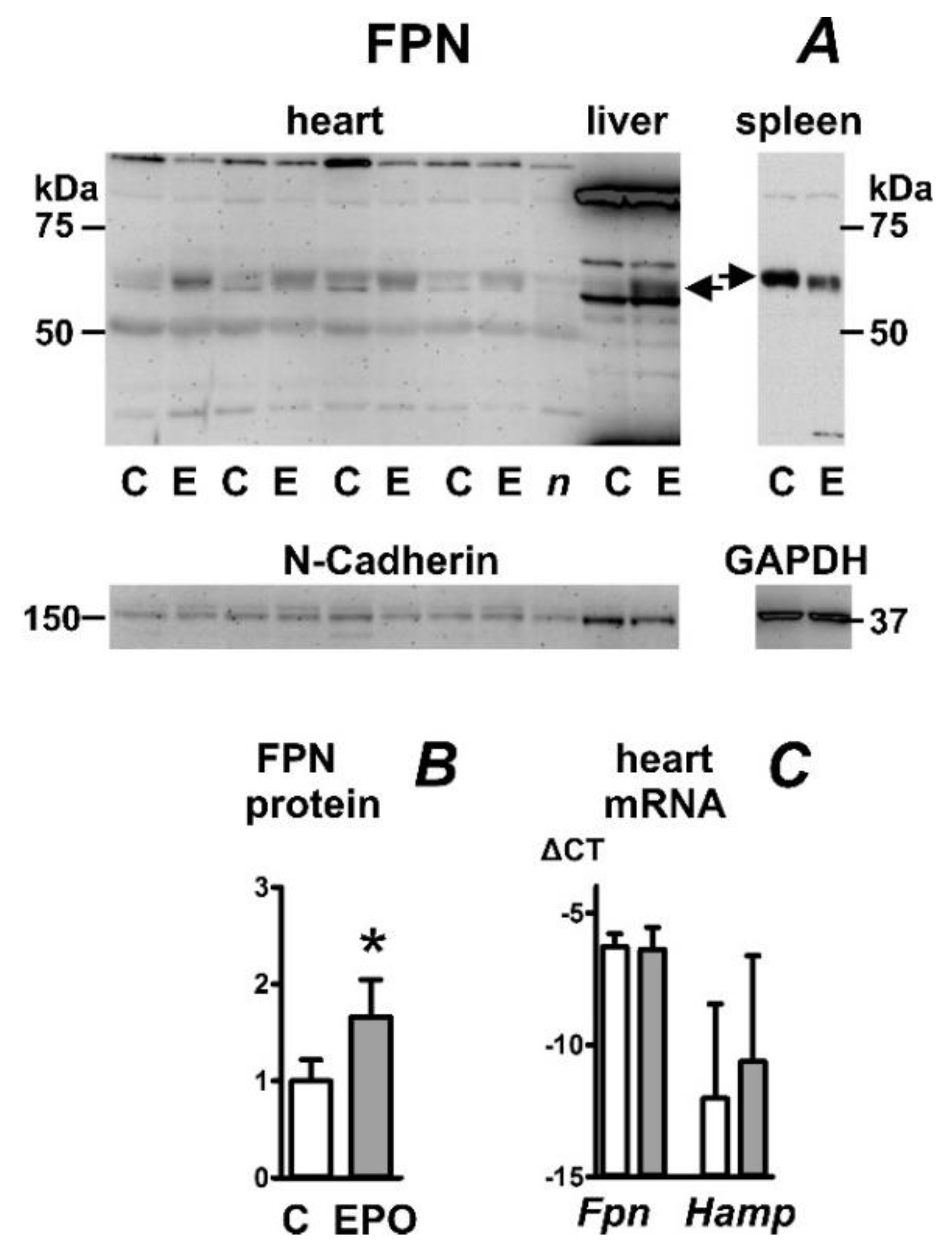 Ijms 23 05899 g002 550