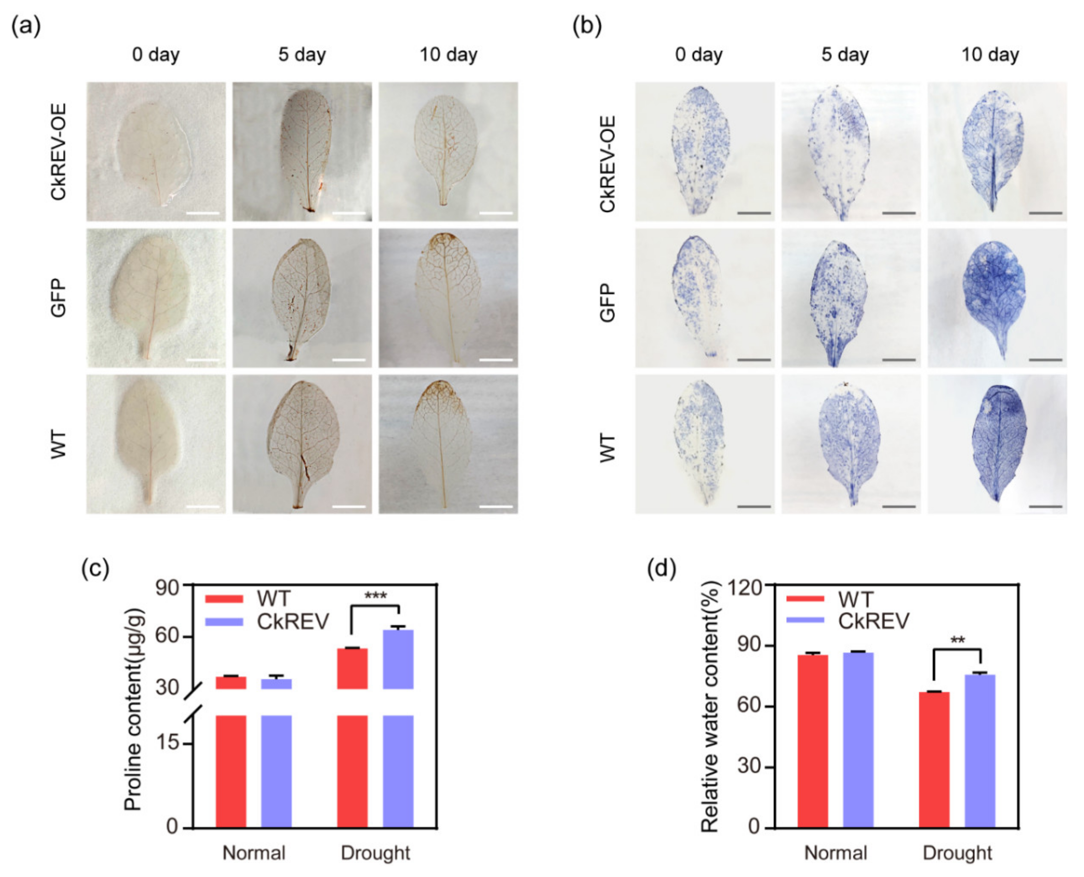 Ijms 23 05902 g007 550