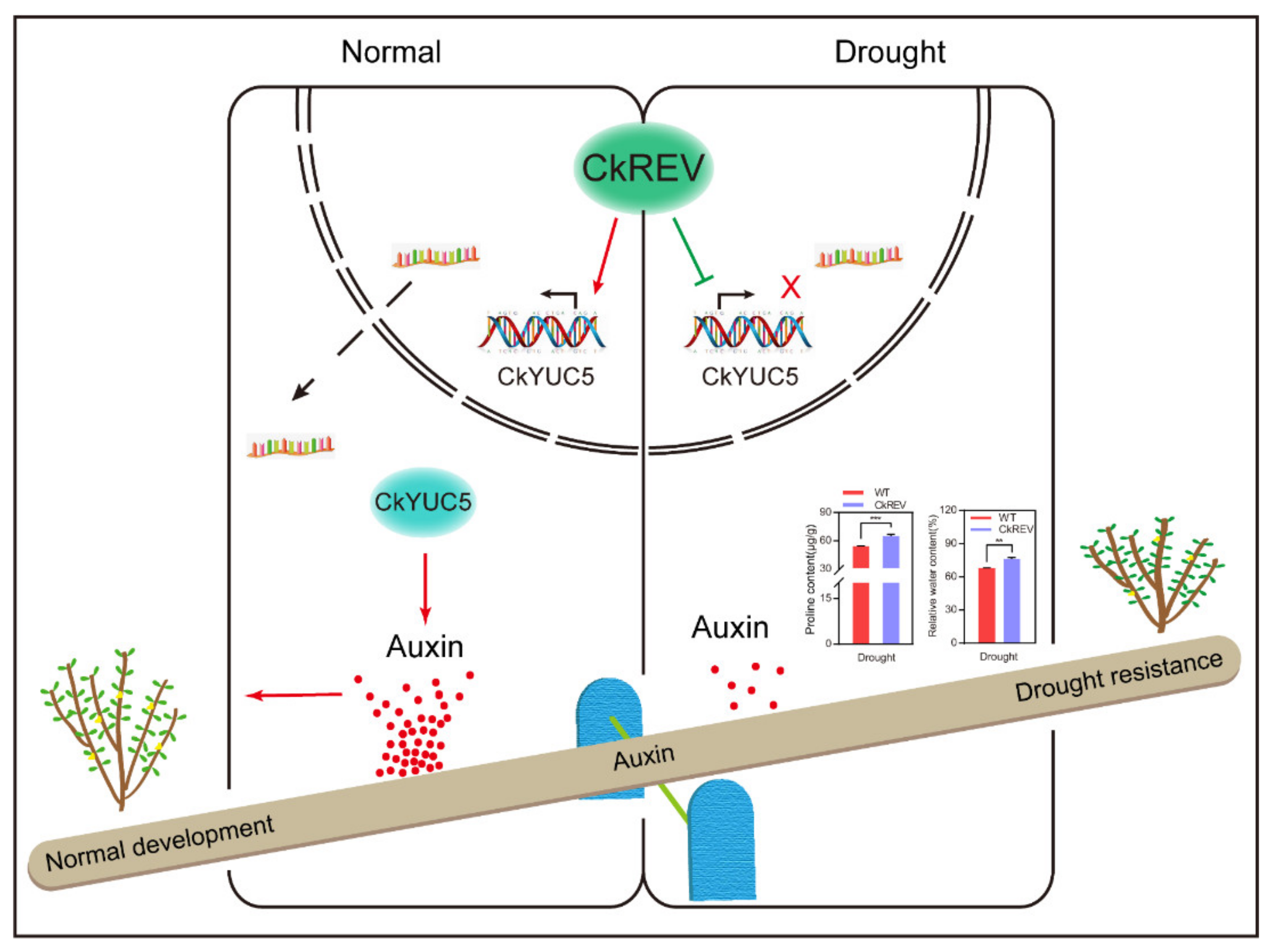Ijms 23 05902 g008 550