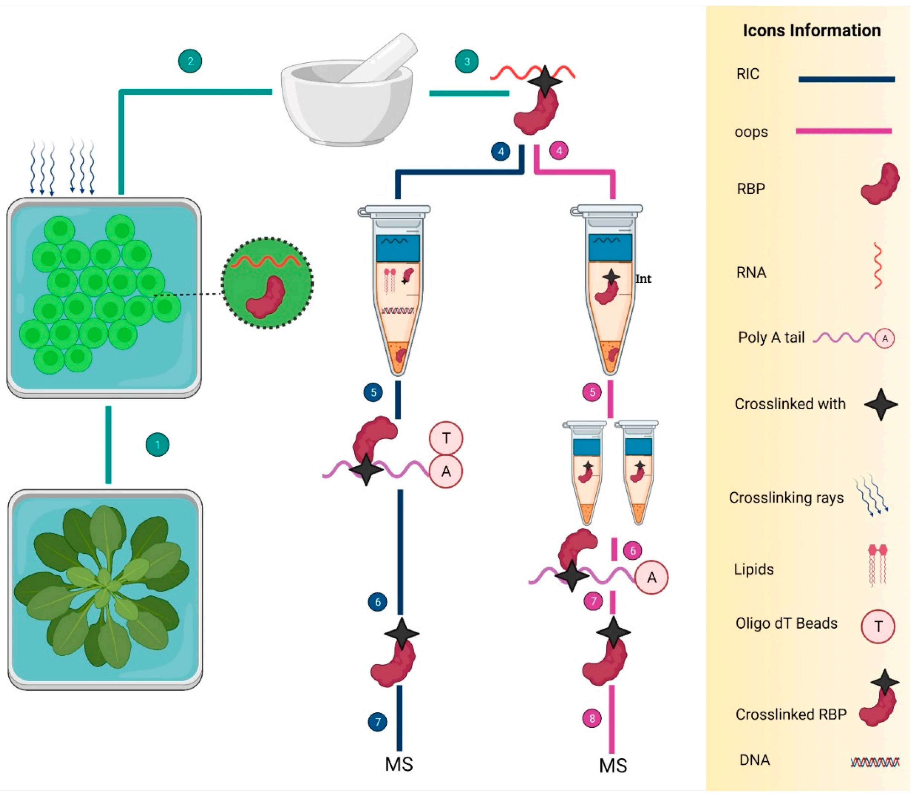 Ijms 23 05923 g005 550