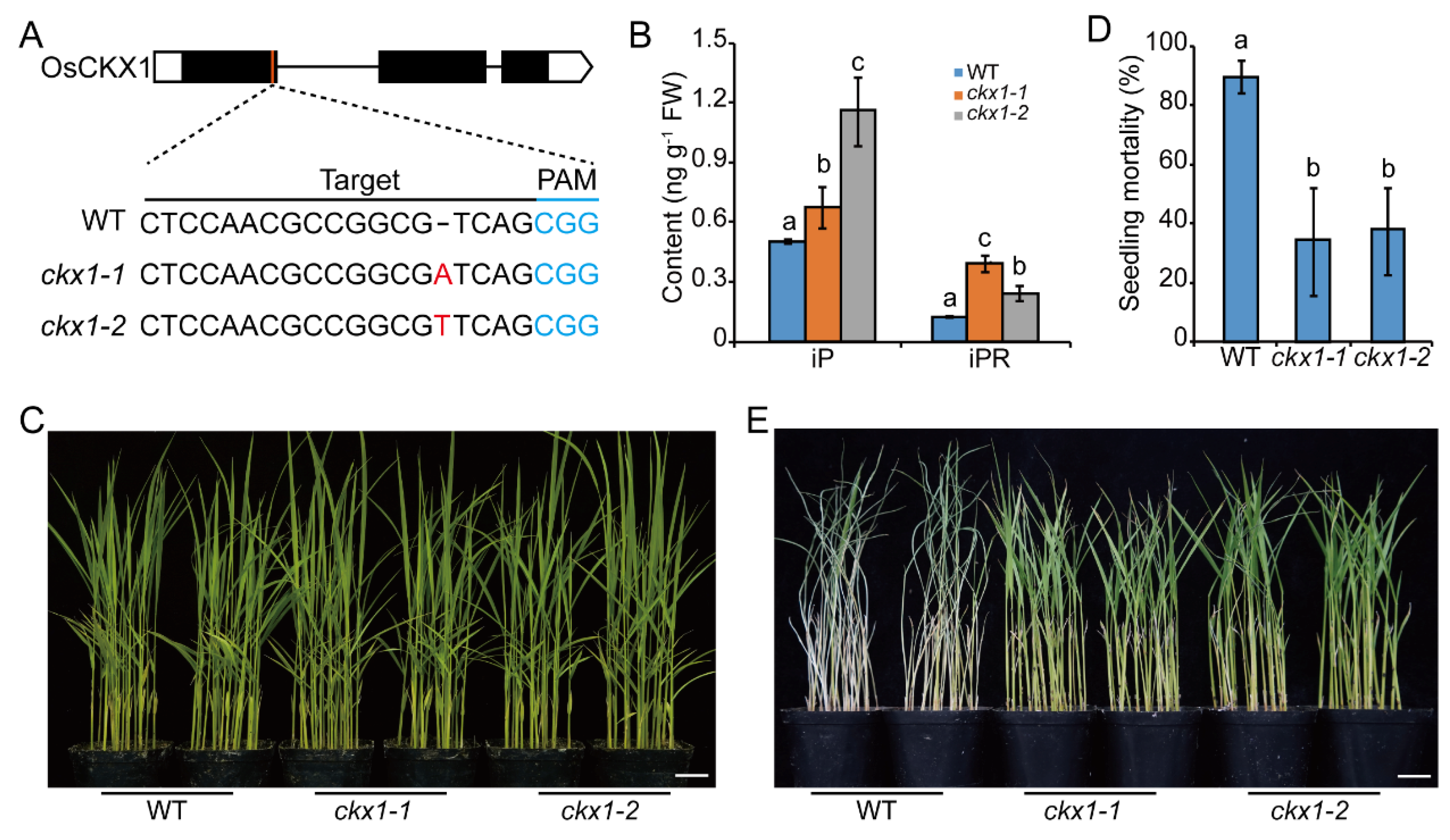 Ijms 23 05946 g003 550