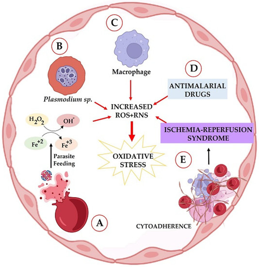Oxidative Stress in Malaria: Potential Benefits of Antioxidant Therapy