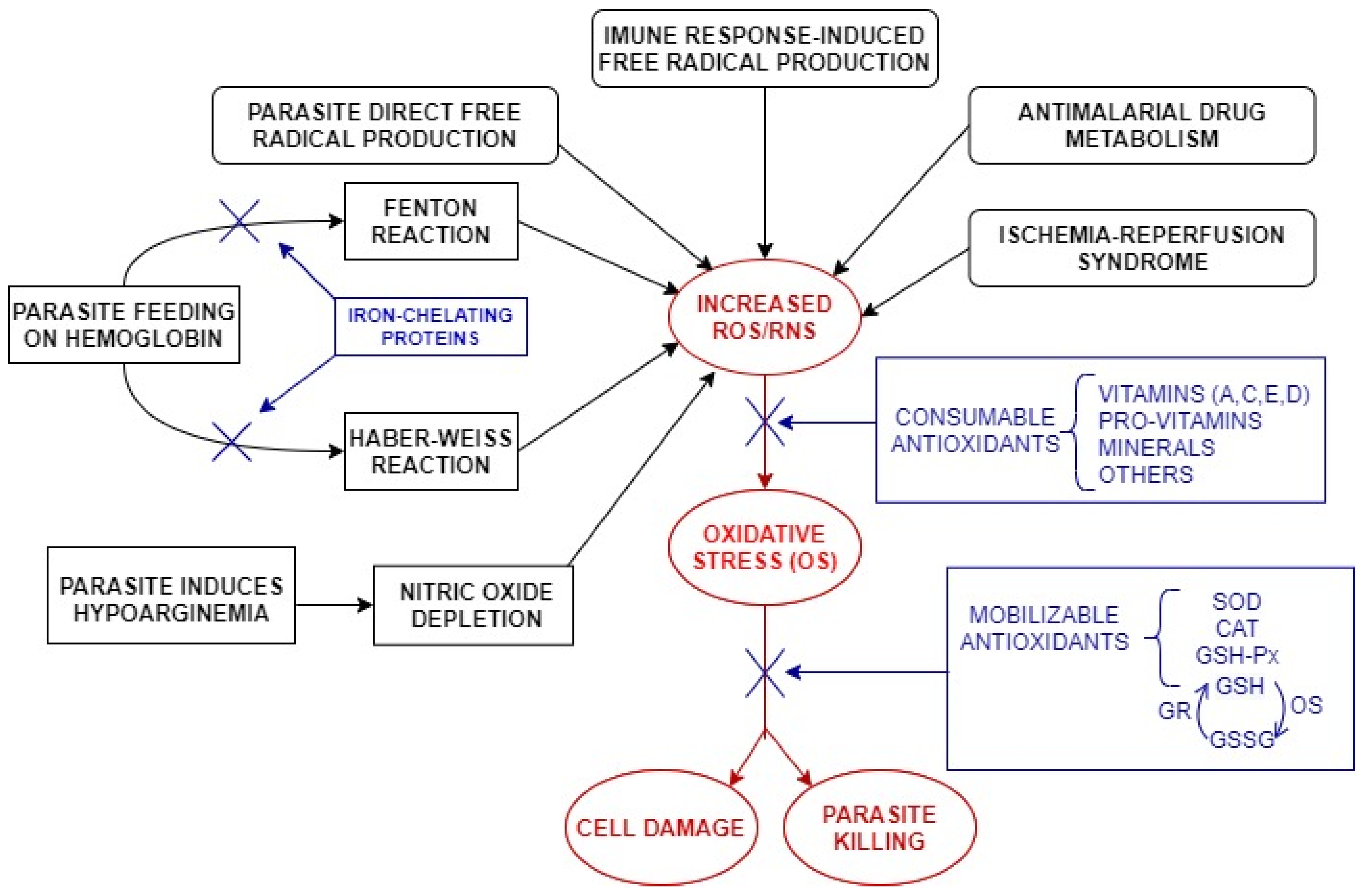 Ijms 23 05949 g002 Ijms 23 05949 g002