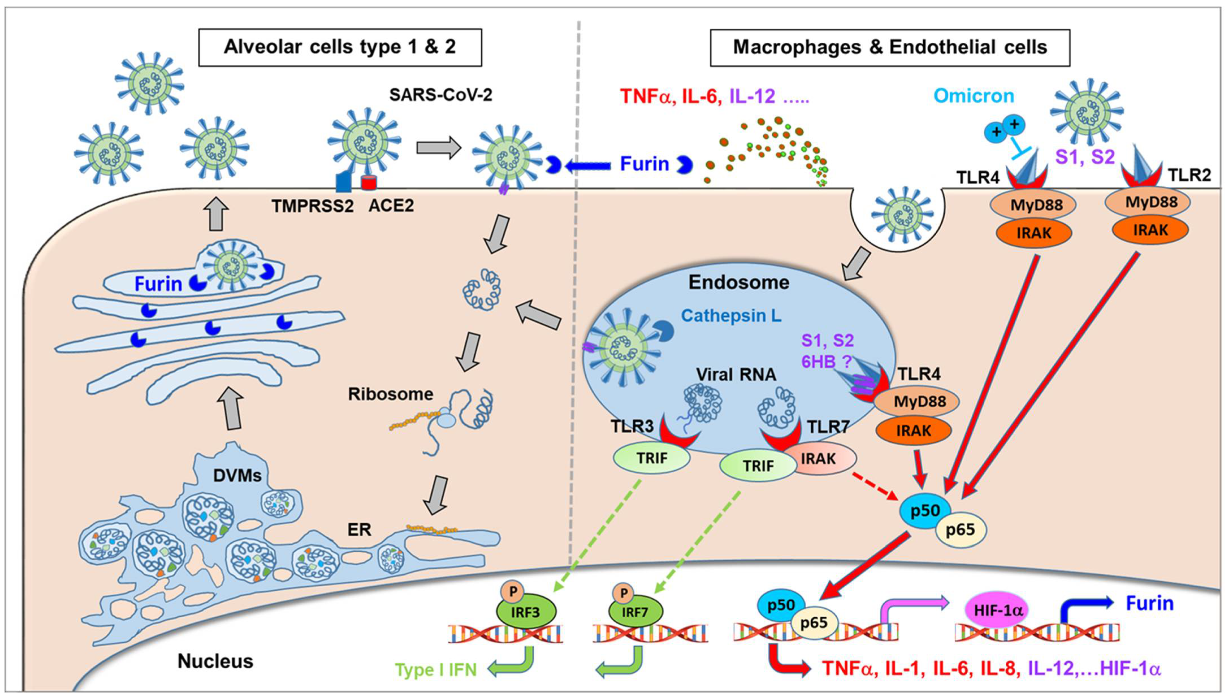 Ijms 23 05966 g006 550
