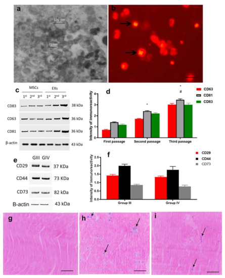 Prophylactic Evidence of MSCs-Derived Exosomes in