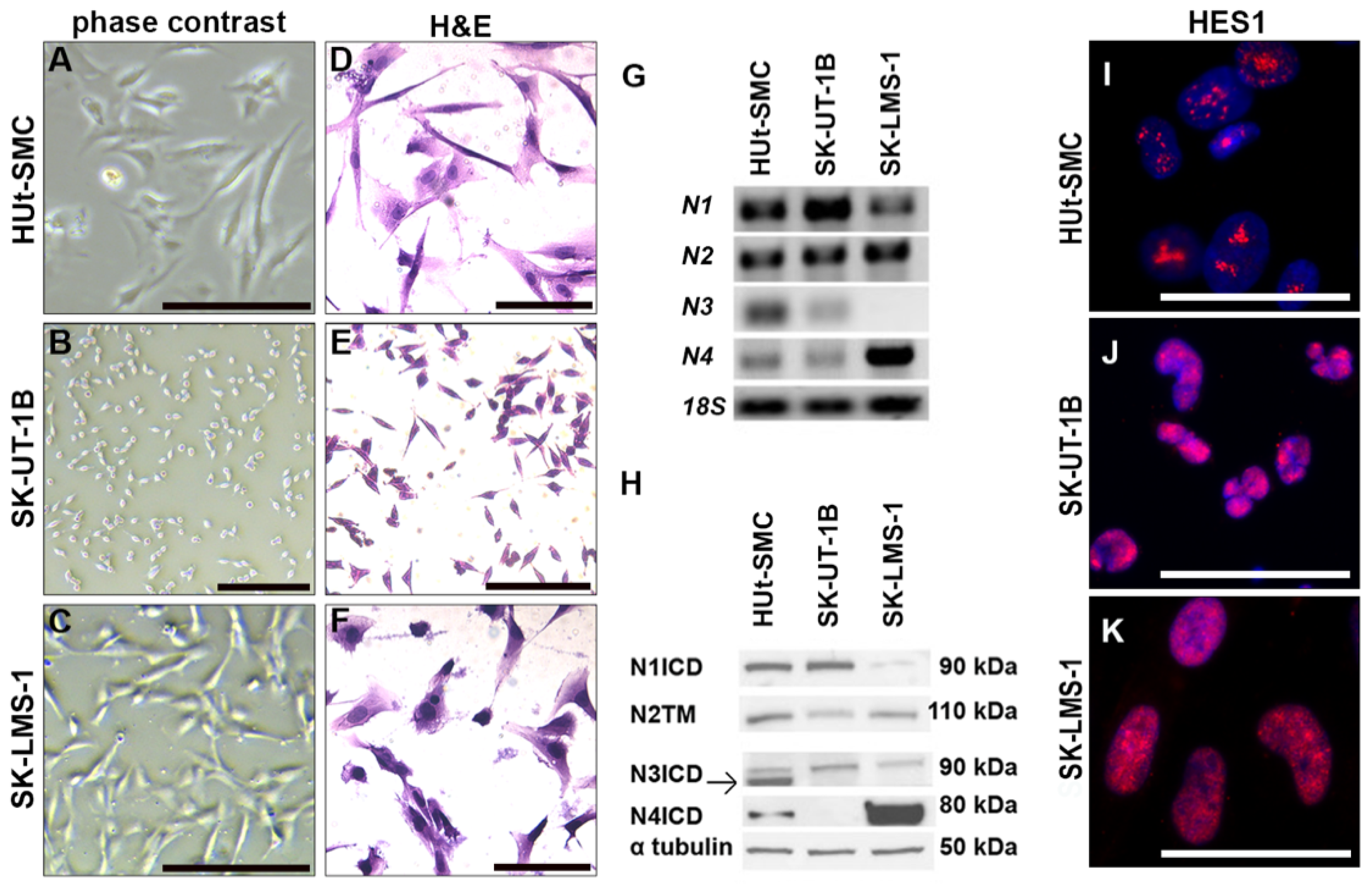 Ijms 23 05980 g003 550