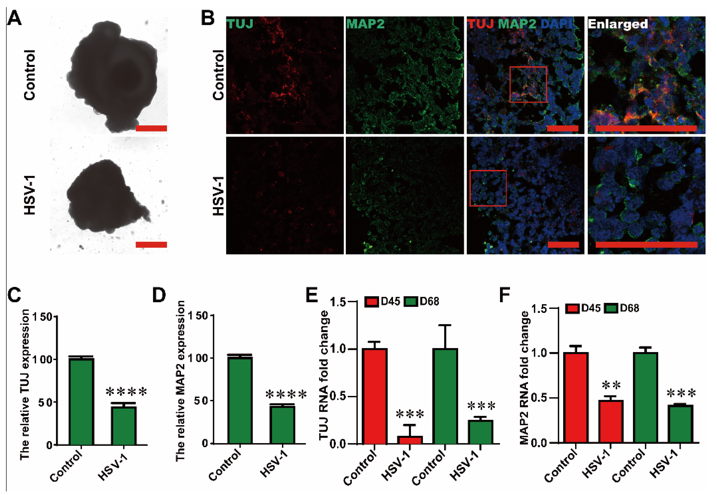 Ijms 23 05981 g003 550