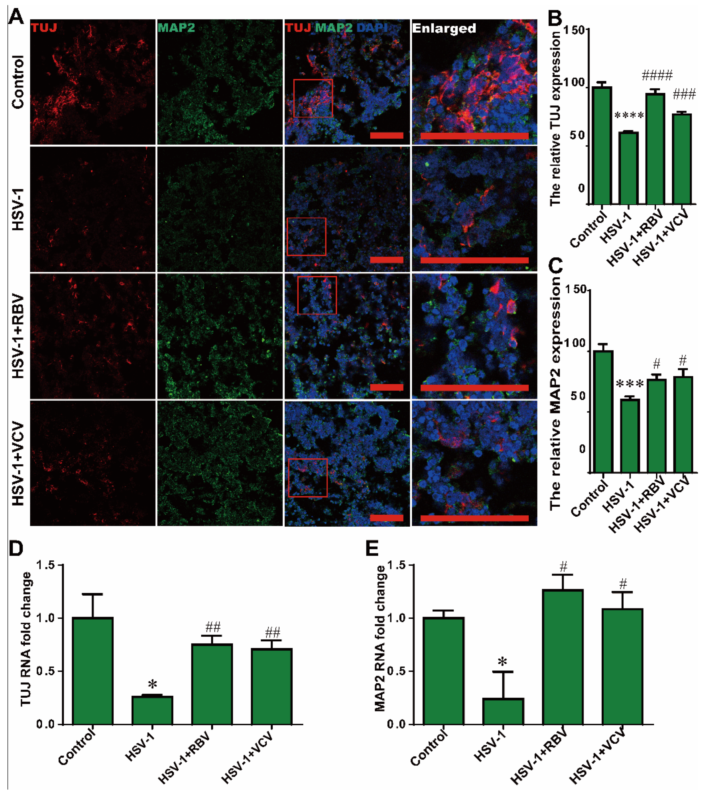 Ijms 23 05981 g007 550