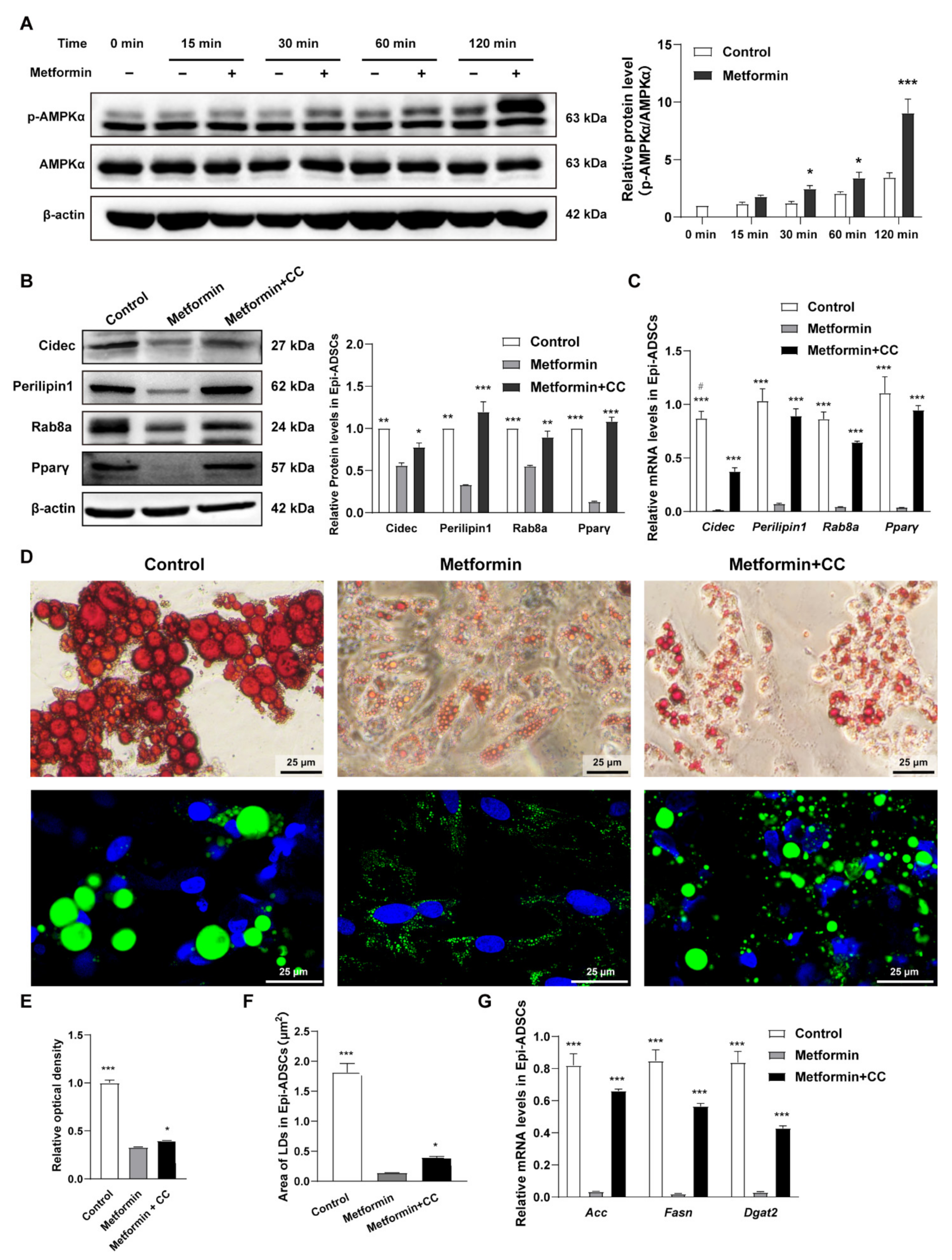 Ijms 23 05986 g005 550