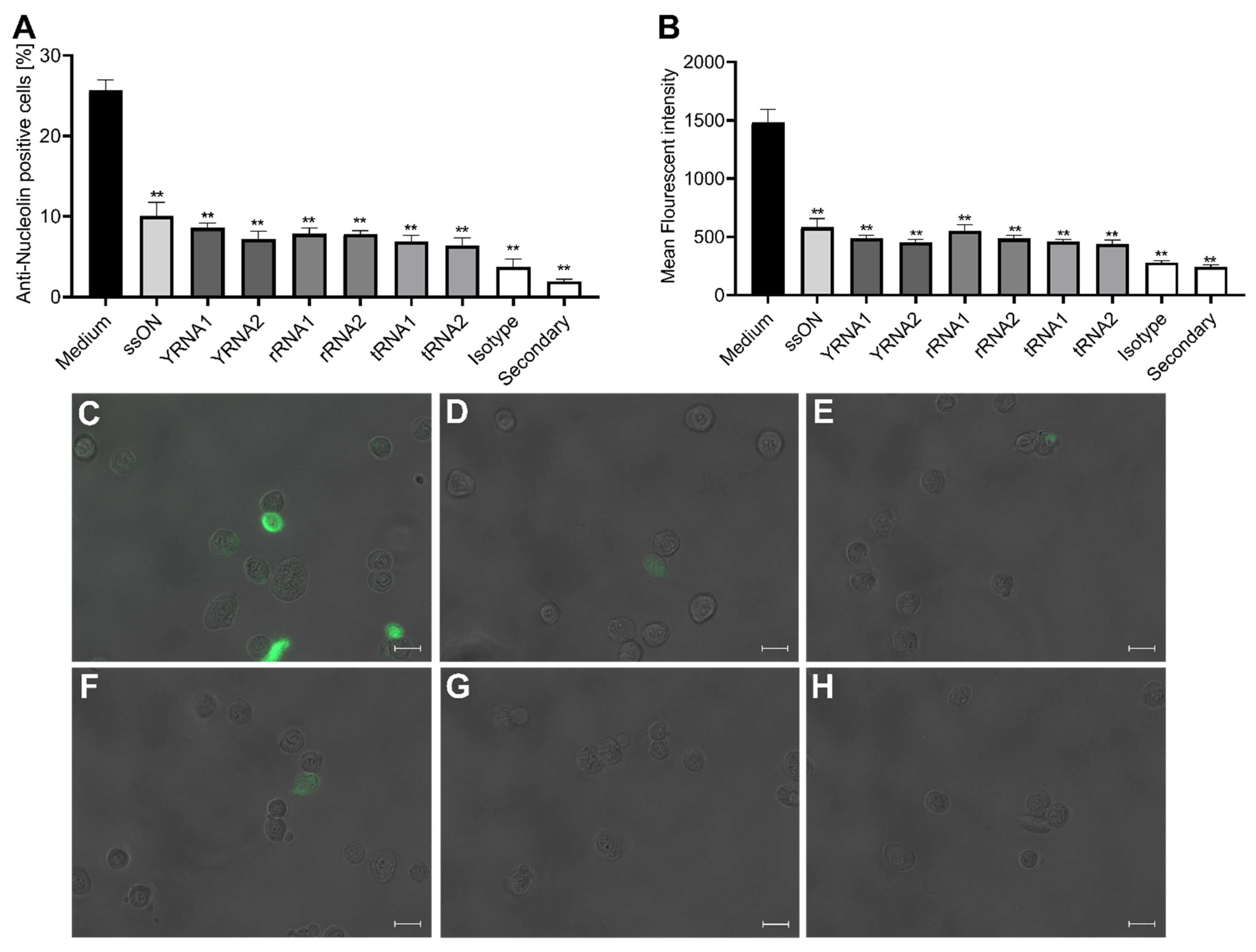 Ijms 23 05990 g003 550