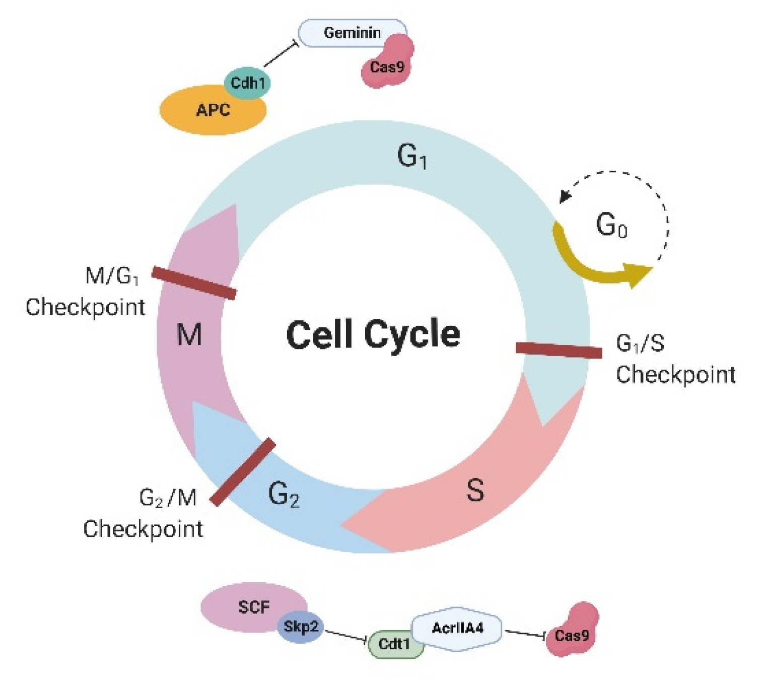 IJMS Free Full Text Improving Homology Directed Repair in