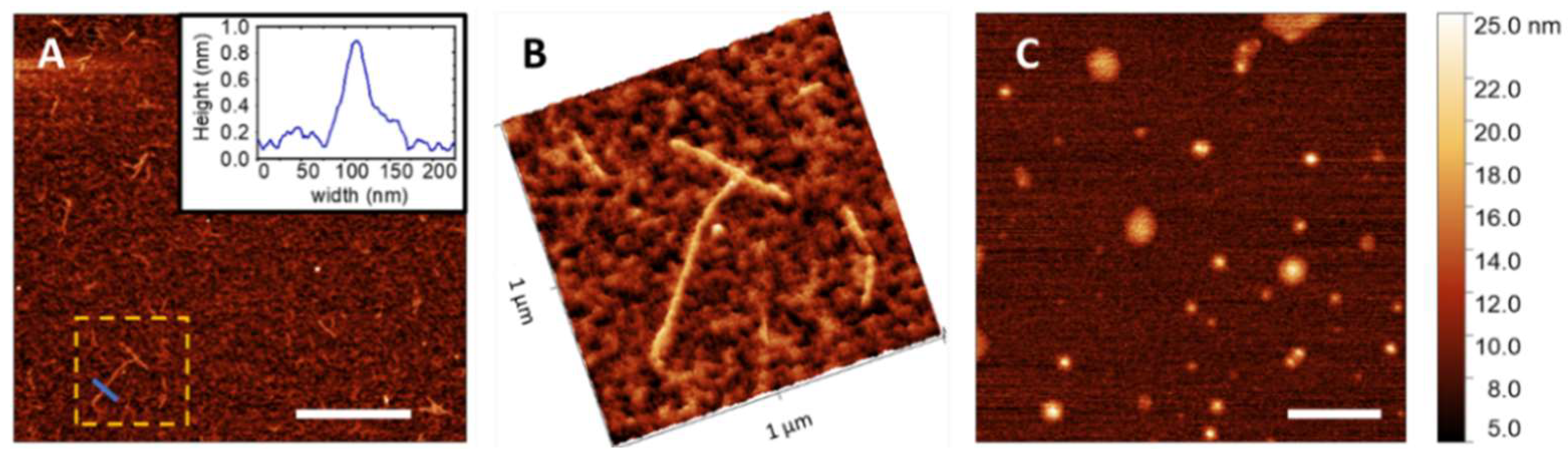 Ijms 23 06007 g009 550