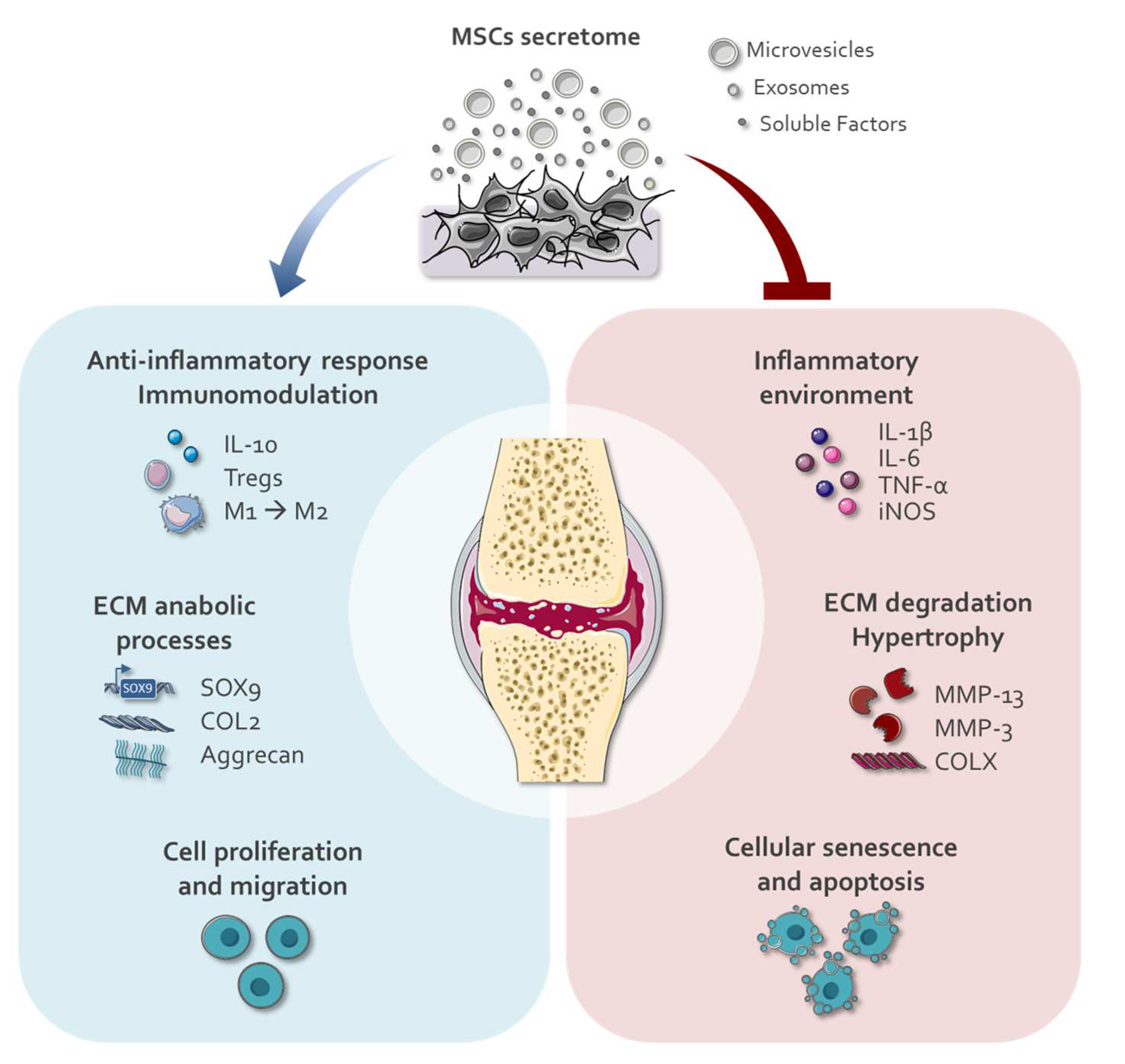レビュー高評価商品 Hydrogels Functionalized for of Value The Repair: Cartilage 小物