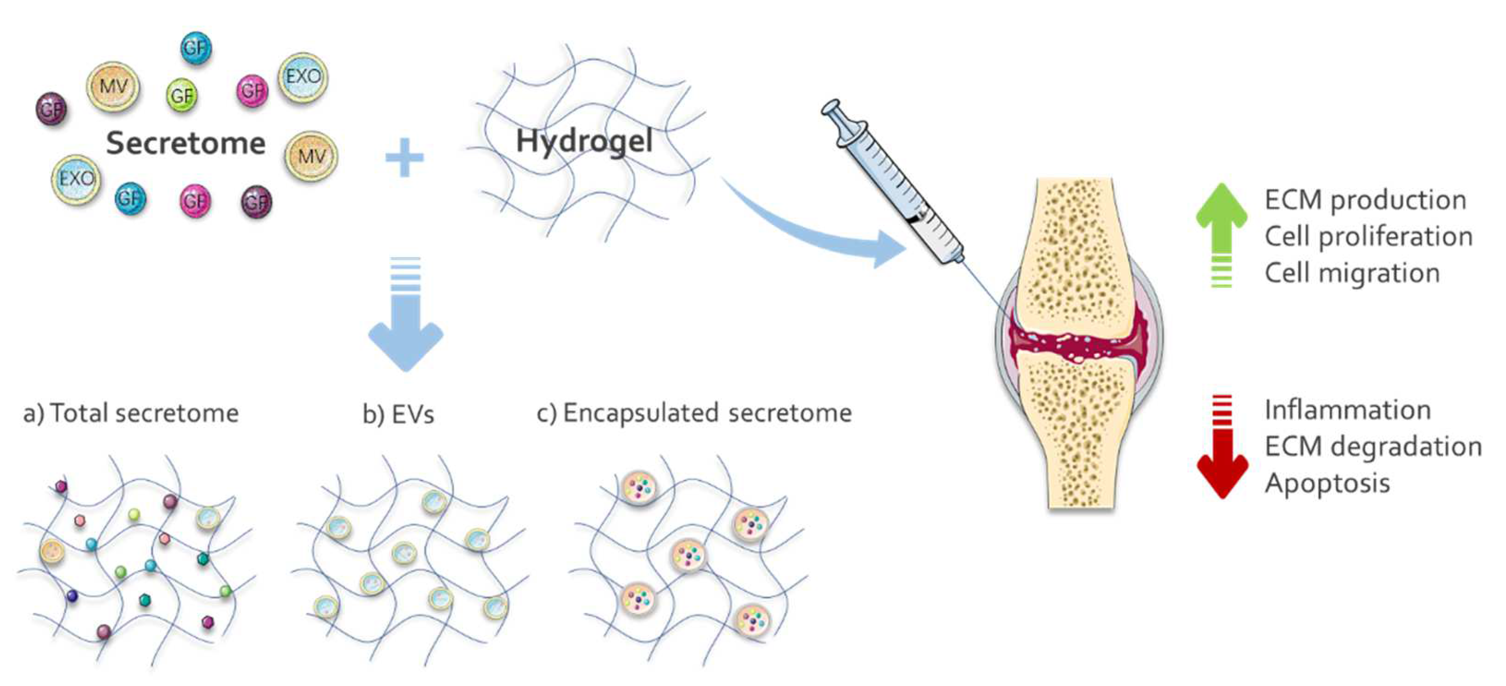 マイクラ 人気アイテム Repair: Cartilage for Hydrogels Functionalized The of Value 小物