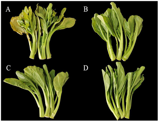 Benzoic Acid, Chlorine Dioxide, and 1-Methylcyclopropene