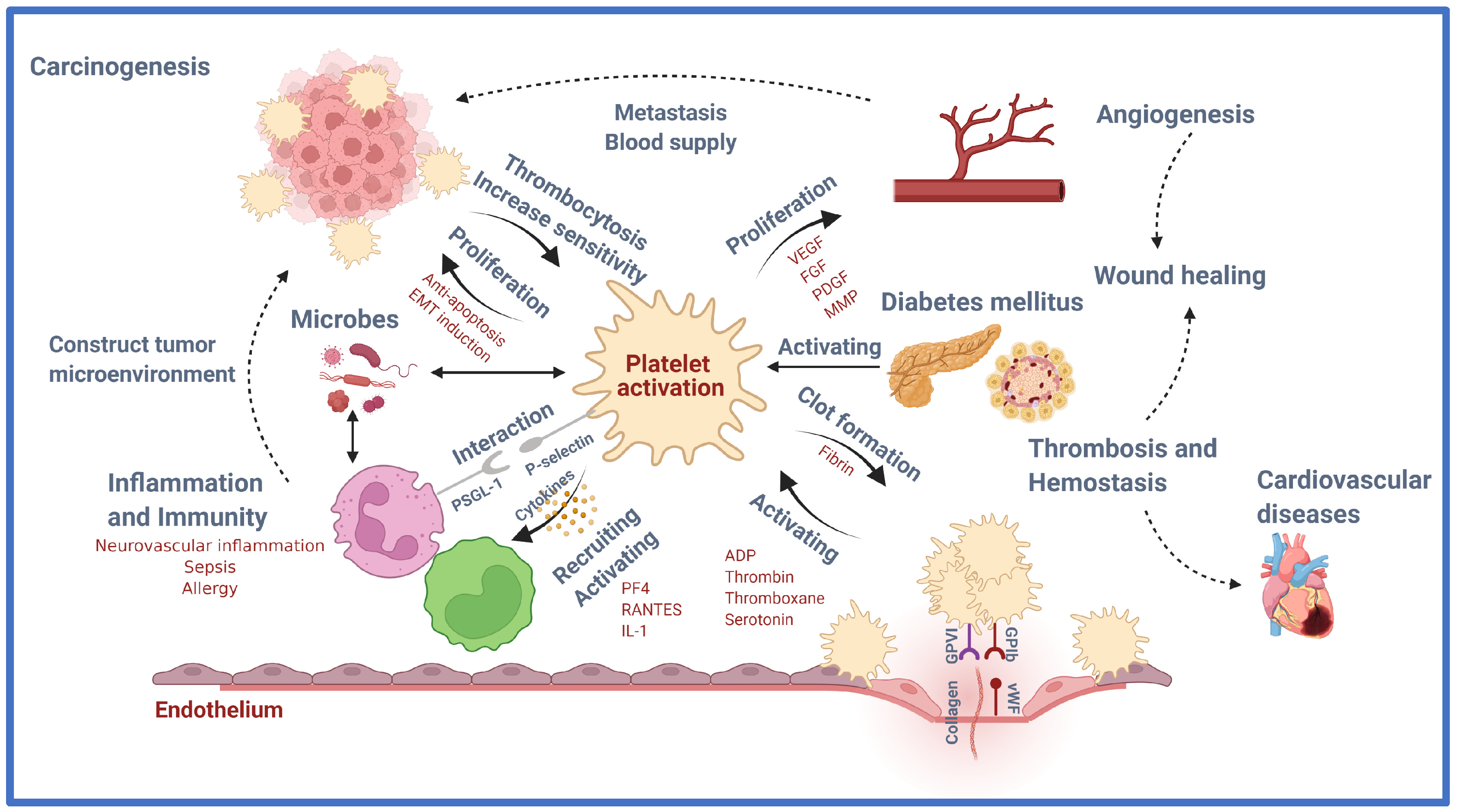 Full article: Platelets after burn injury – hemostasis and beyond