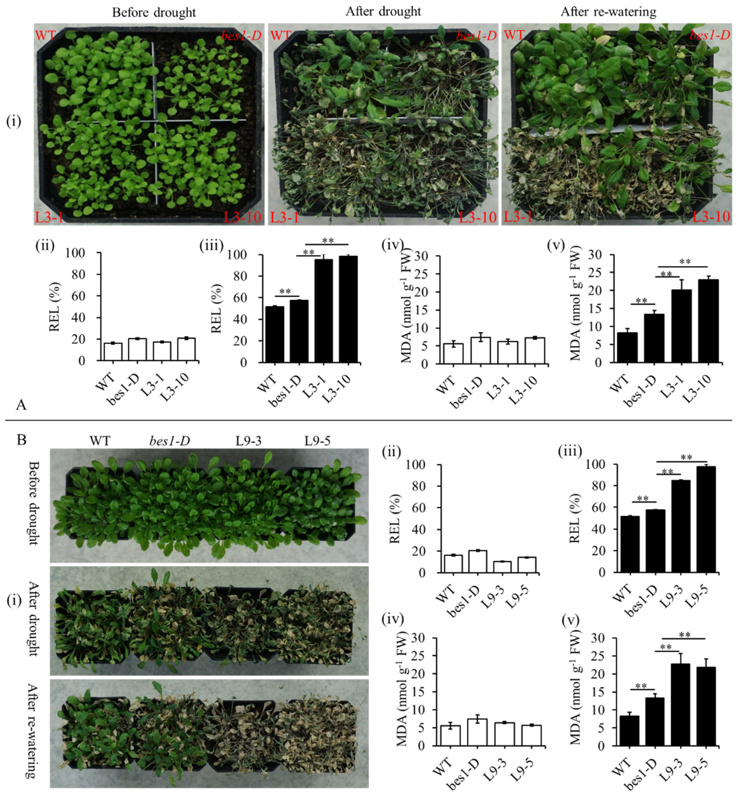 Ijms 23 06025 g005 550