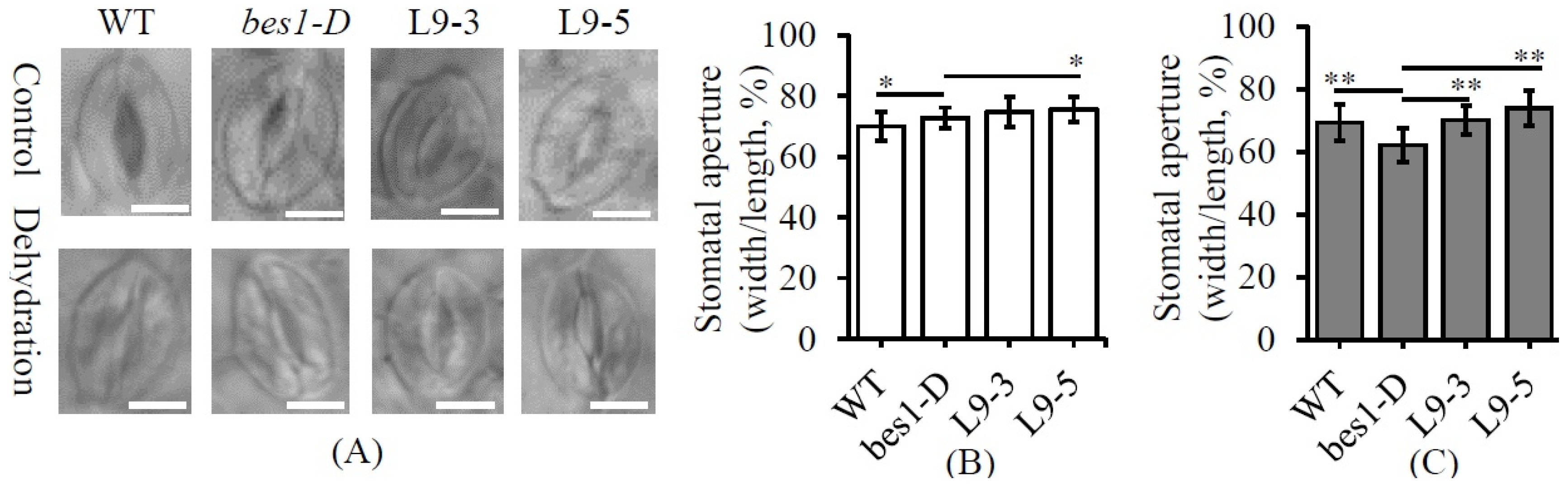 Ijms 23 06025 g008 550