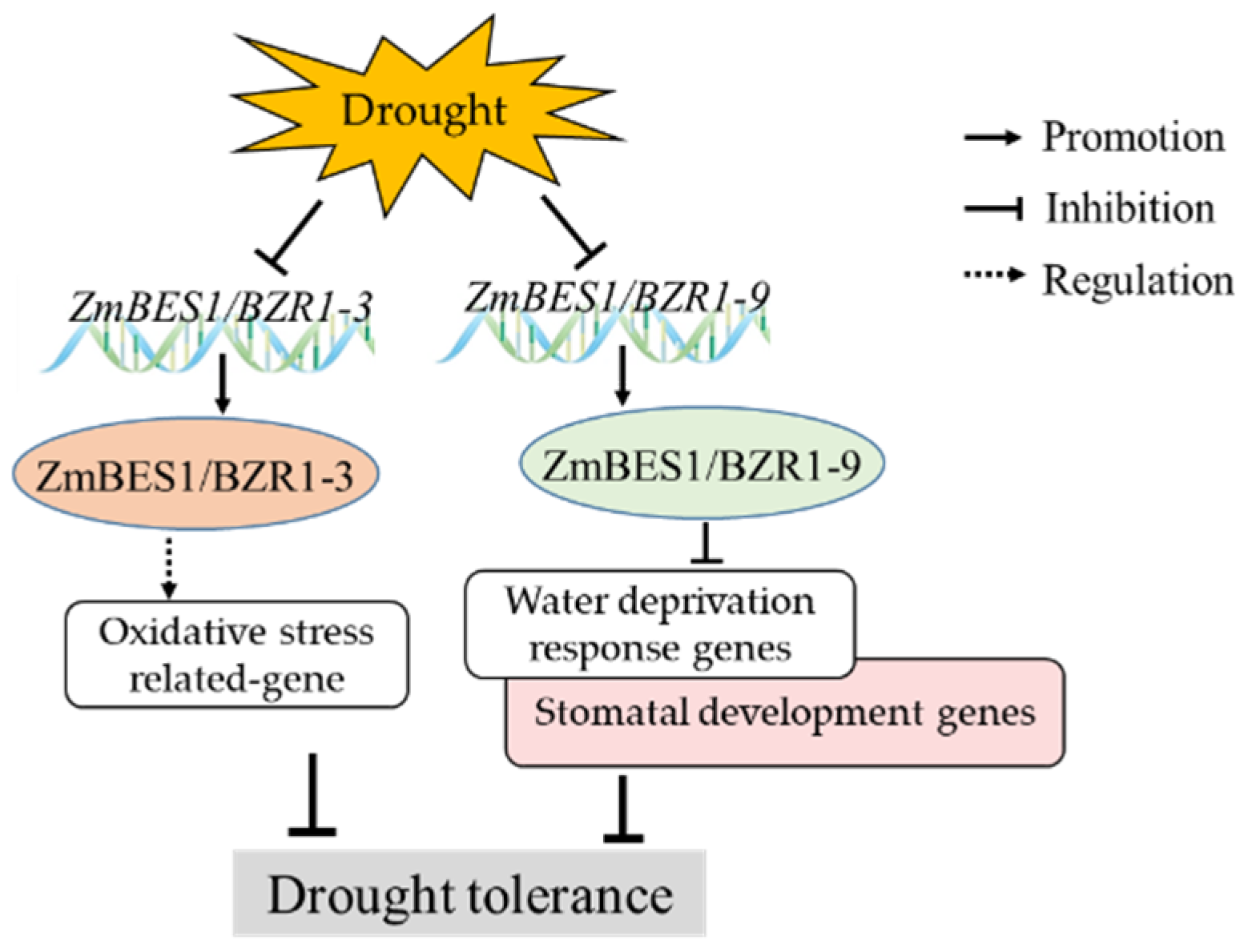 Ijms 23 06025 g009 550