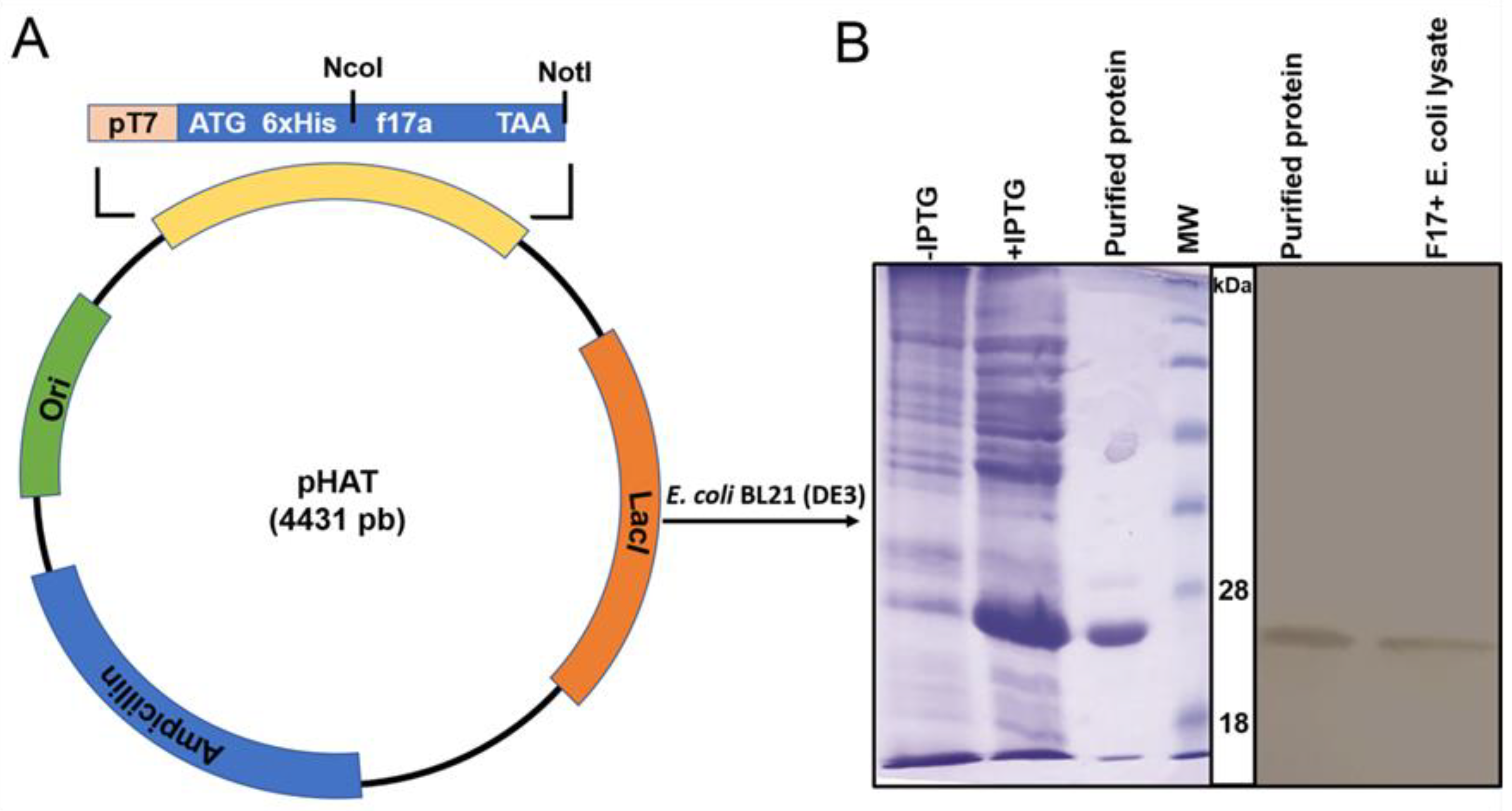 Ijms 23 06028 g001 Ijms 23 06028 g001