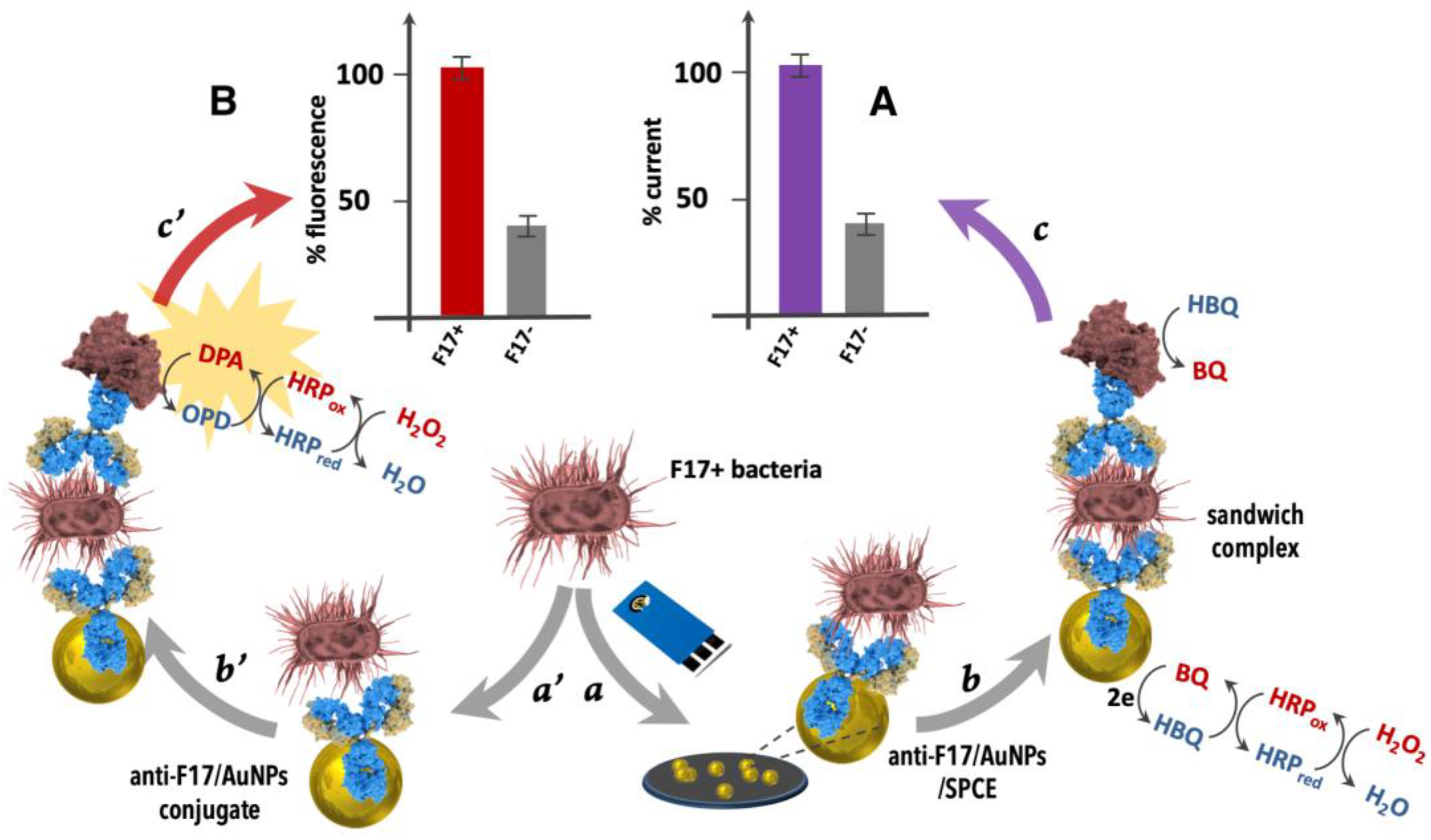 Ijms 23 06028 g003 Ijms 23 06028 g003