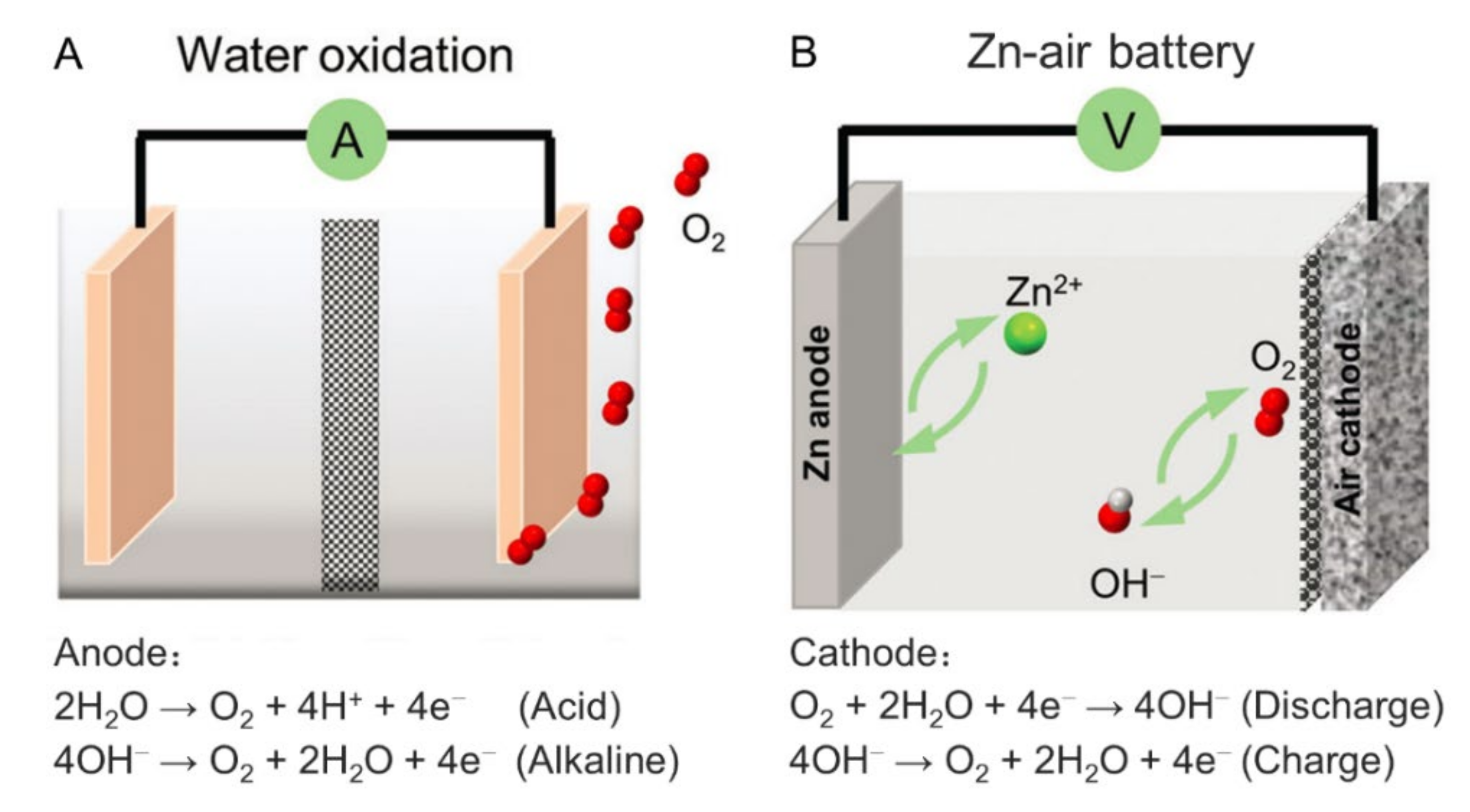 Ijms 23 06036 g001 550