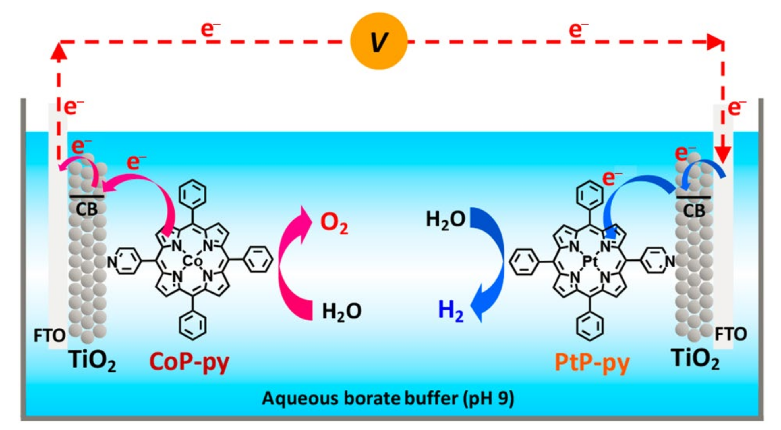 Ijms 23 06036 g004 550