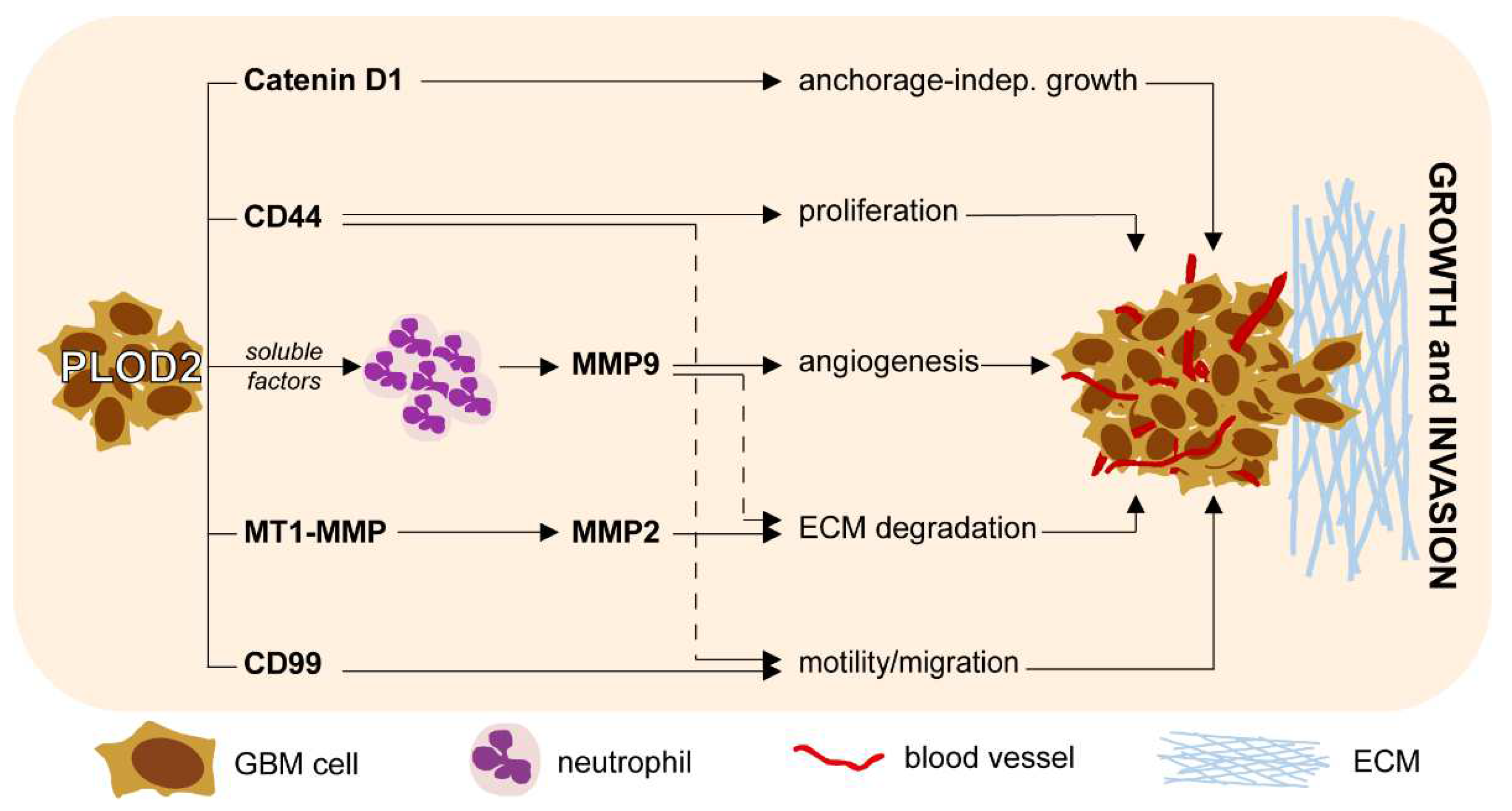 Ijms 23 06037 g007 550