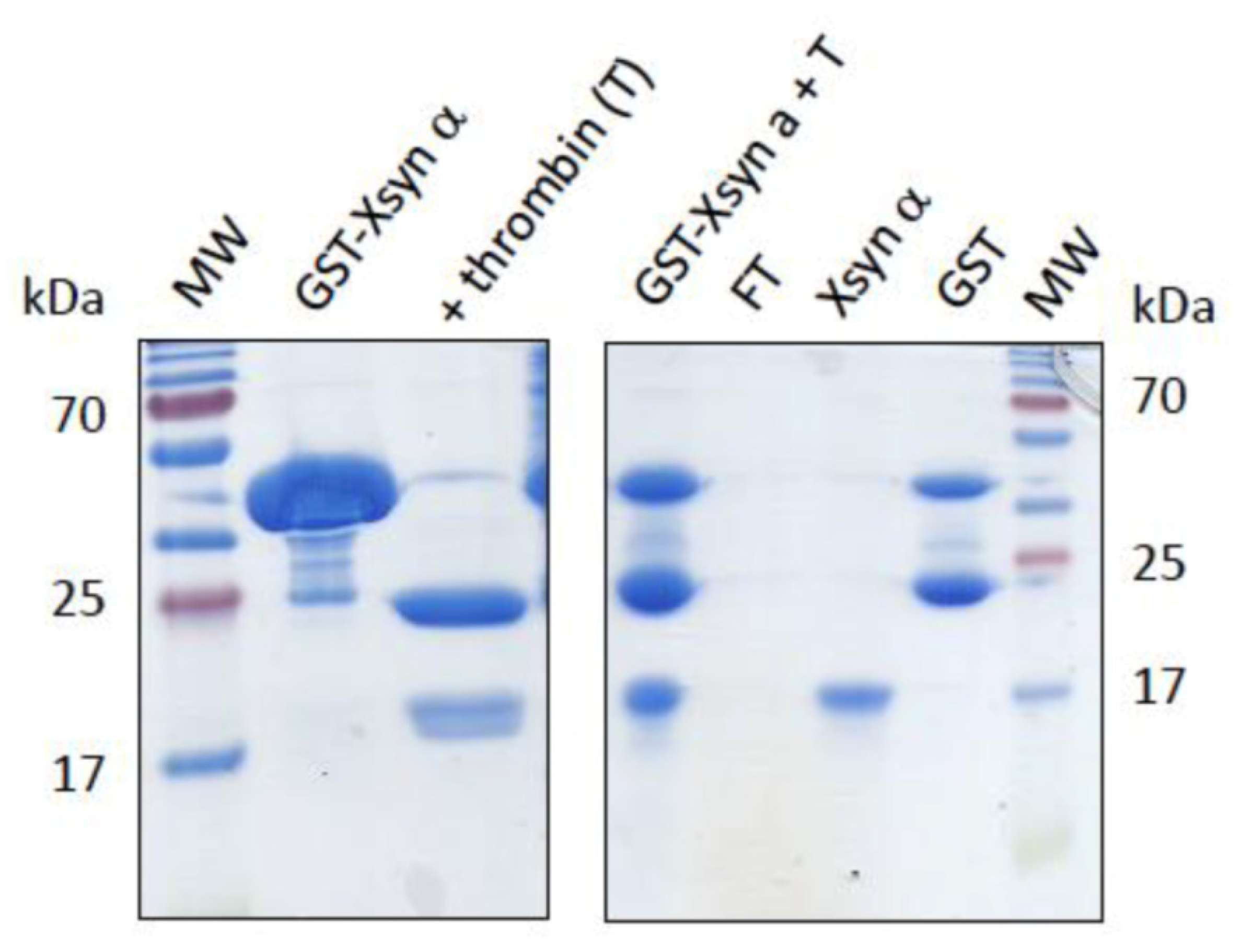 Ijms 23 06058 g003 550