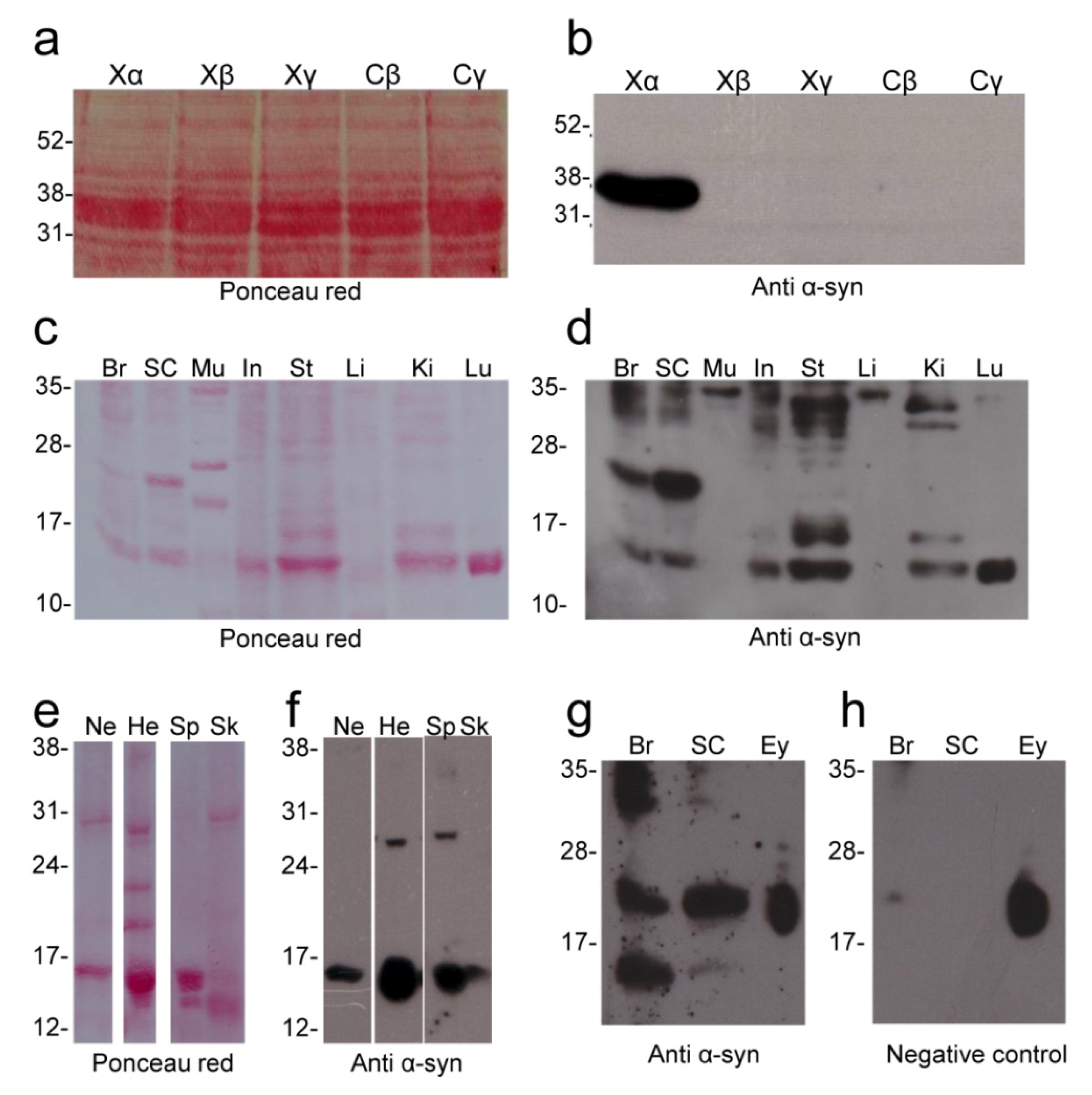 Ijms 23 06058 g004 550