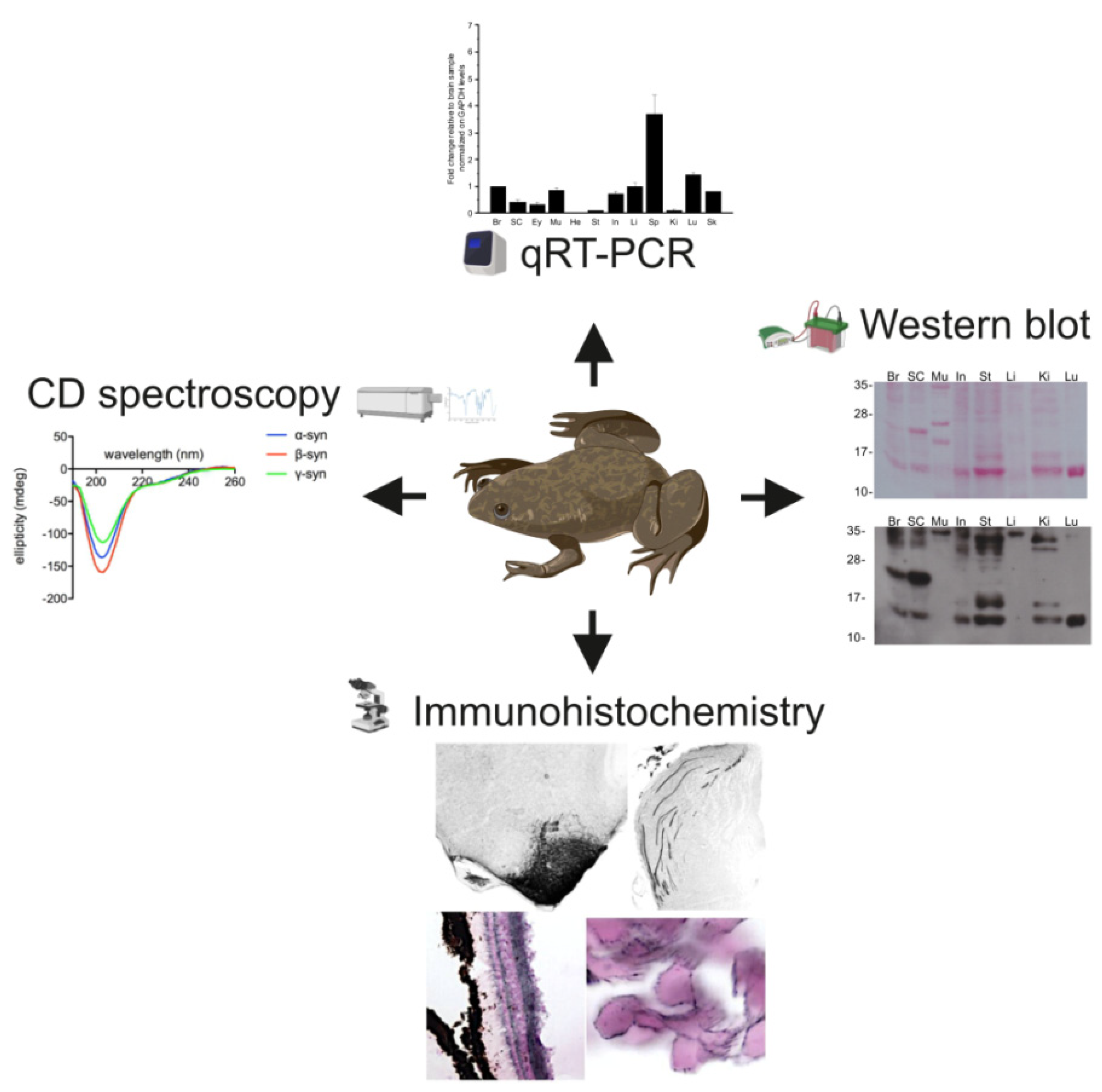 Ijms 23 06058 g009 550