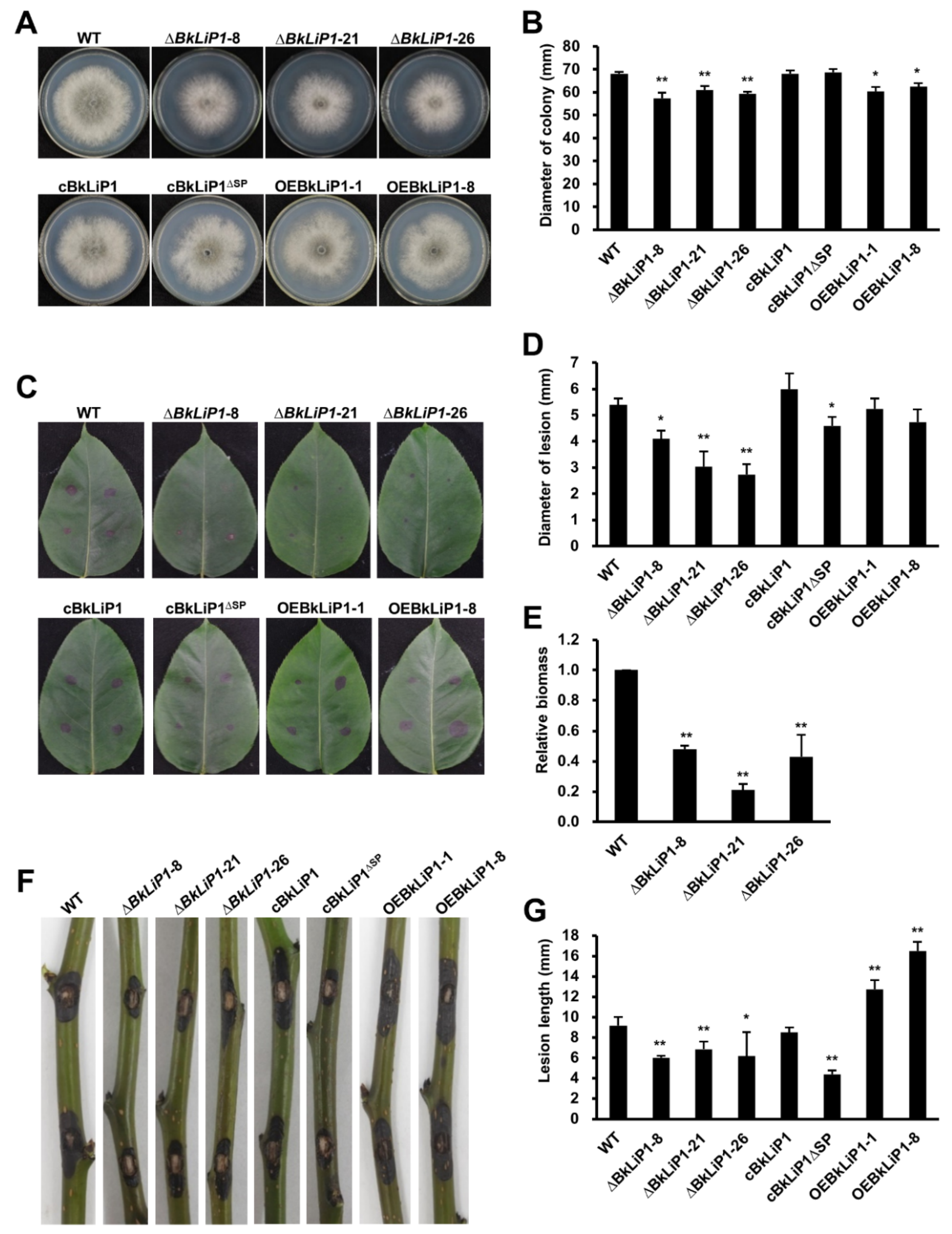 Ijms 23 06066 g002 Ijms 23 06066 g002