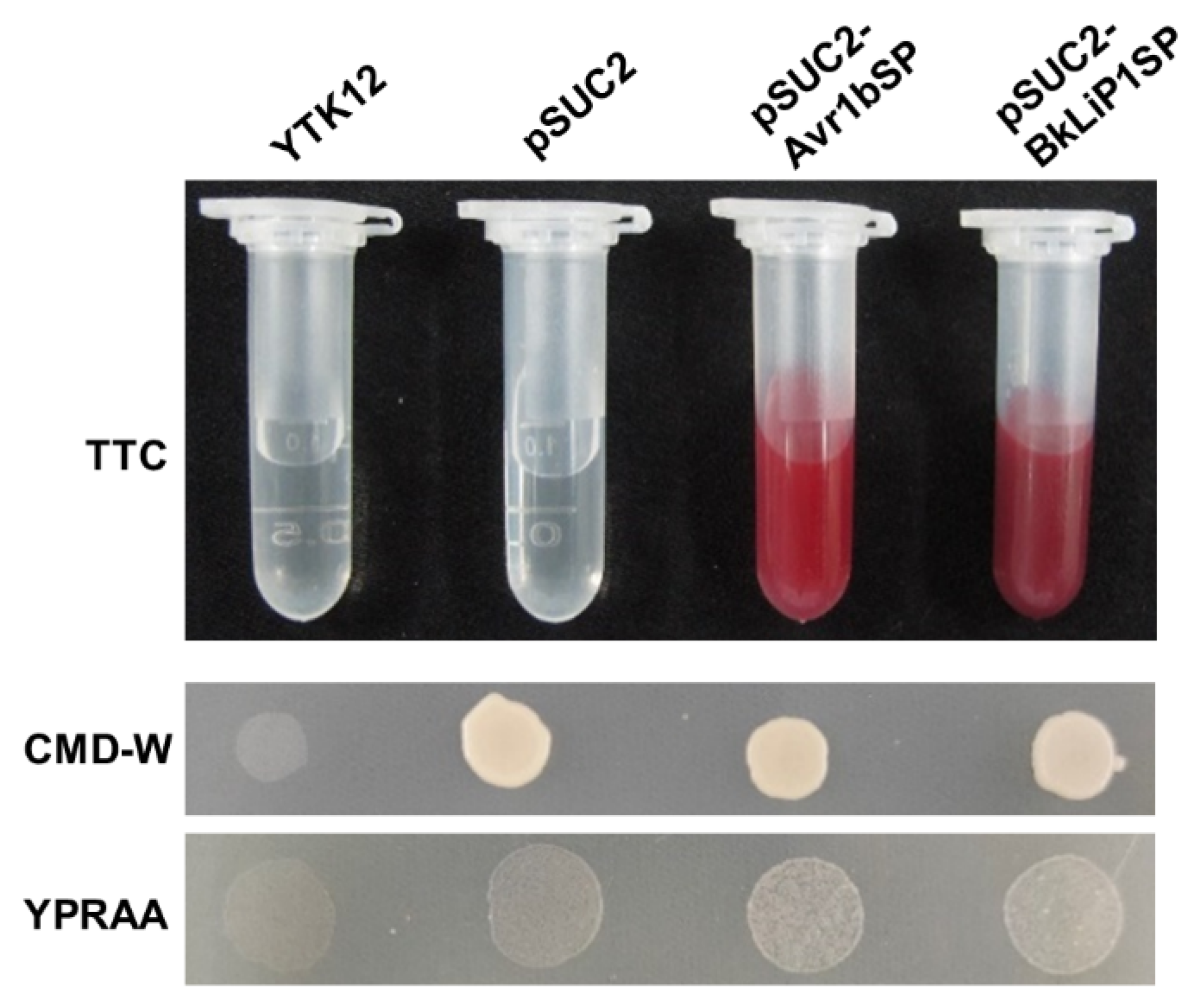 Ijms 23 06066 g003 Ijms 23 06066 g003