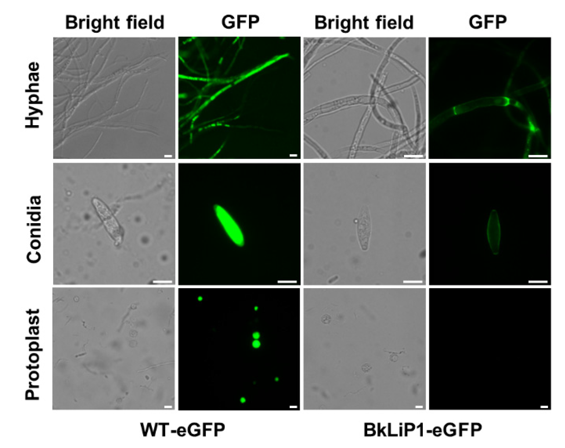 Ijms 23 06066 g004 Ijms 23 06066 g004