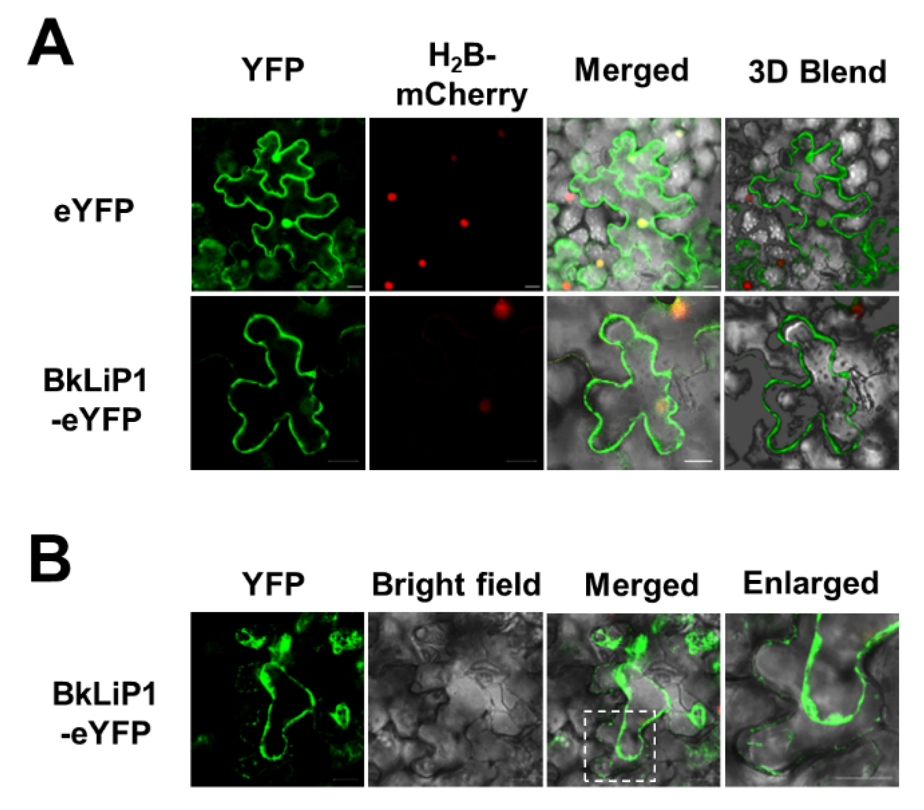 Ijms 23 06066 g005 Ijms 23 06066 g005