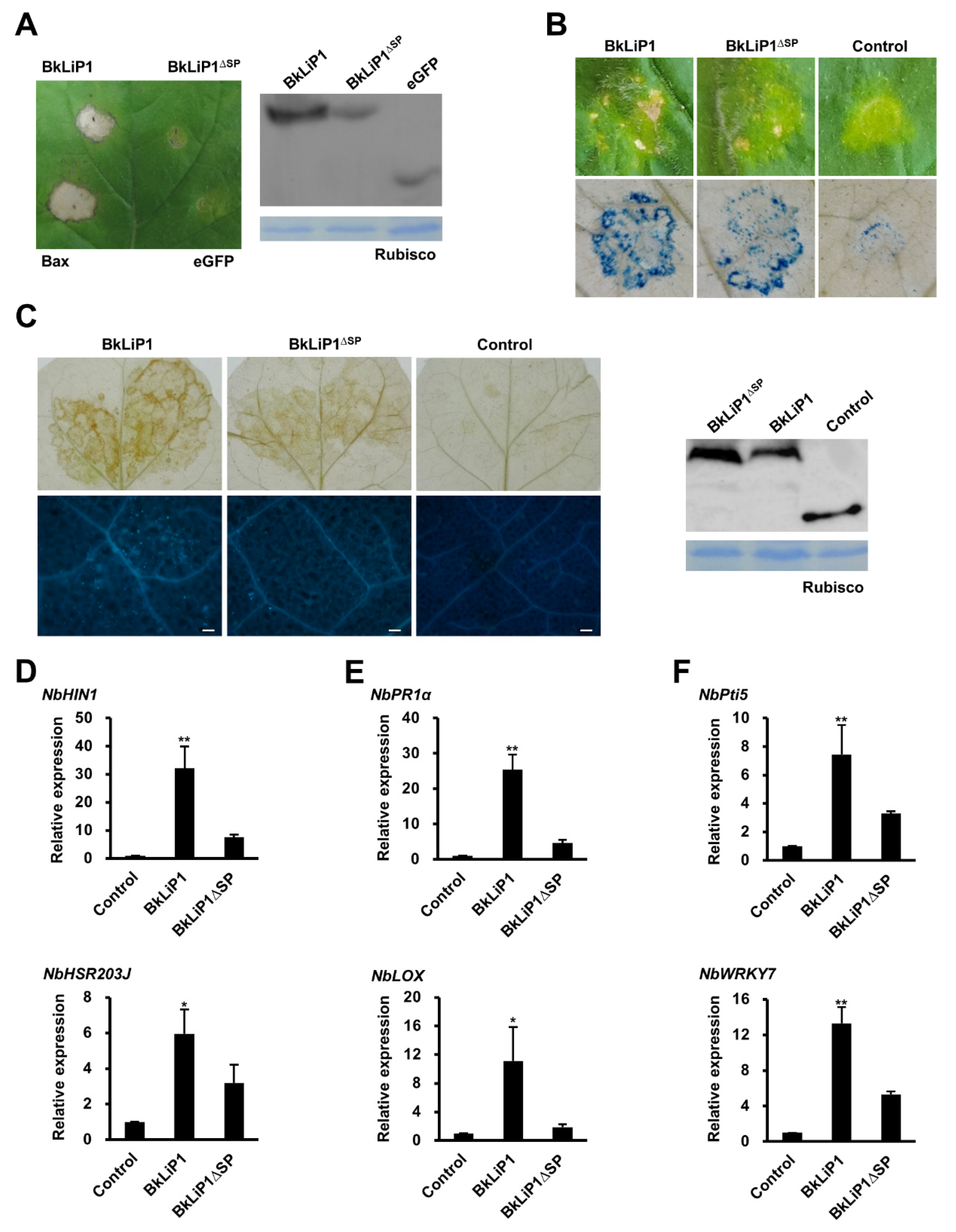 Ijms 23 06066 g006 Ijms 23 06066 g006